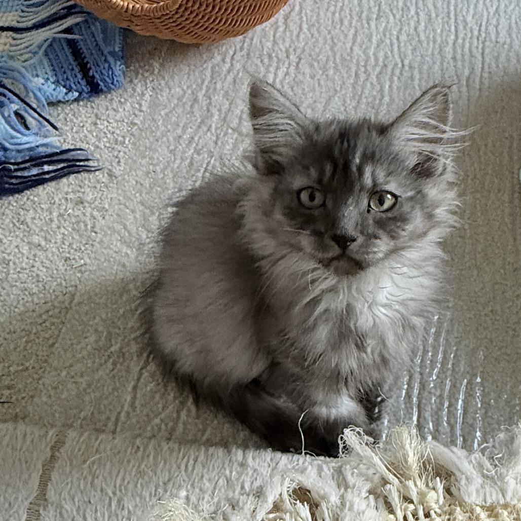 Enlarge Amora, a Adoptable Domestic Medium Hair in Abbotsford, BC image 3/4
