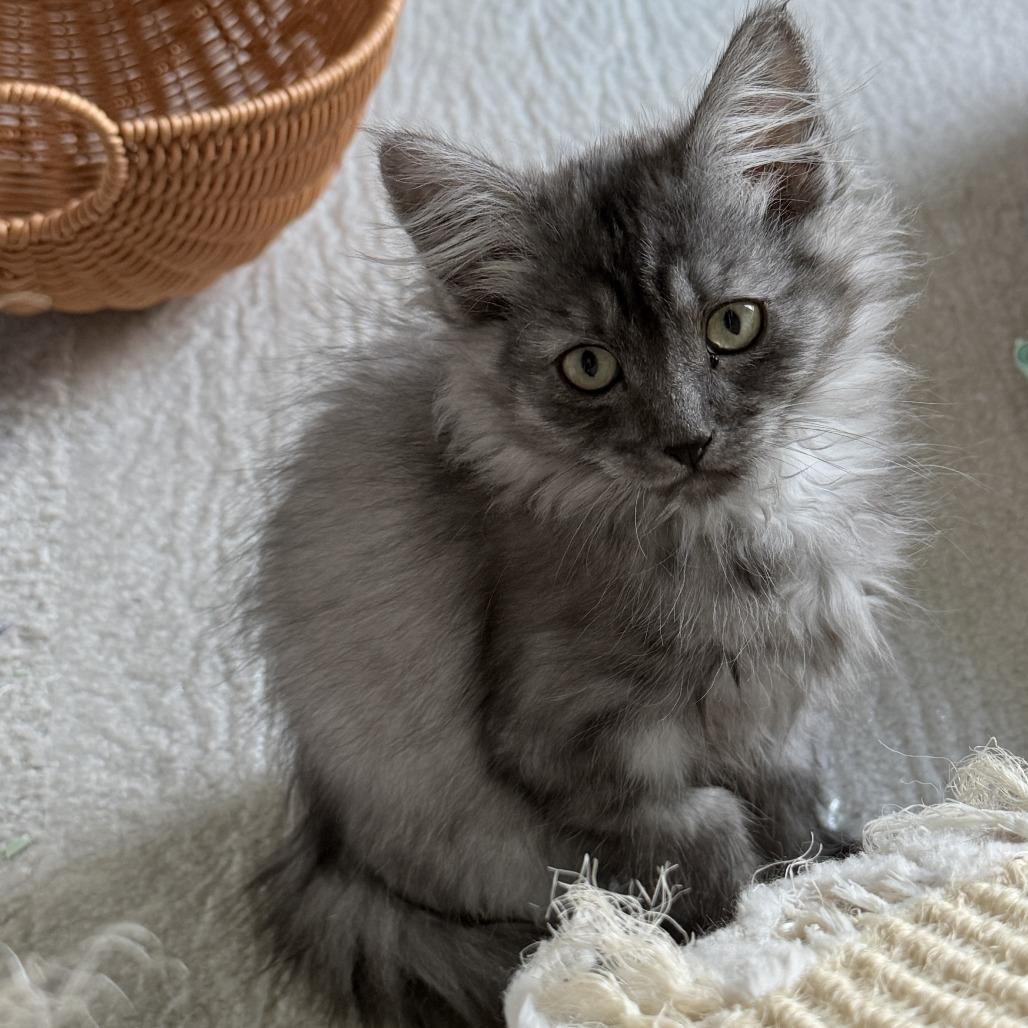 Enlarge Amora, a Adoptable Domestic Medium Hair in Abbotsford, BC image 4/4