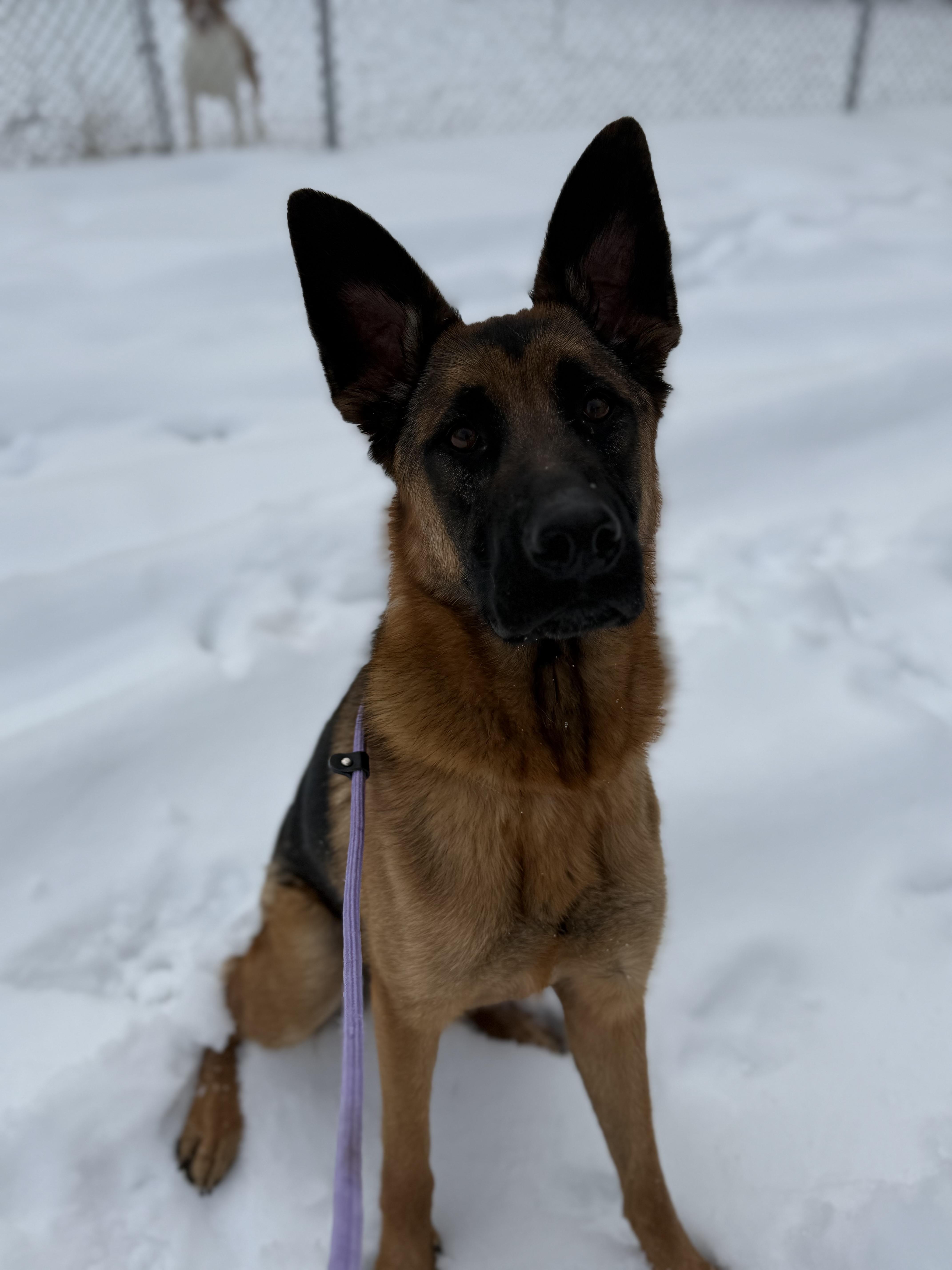 Enlarge Odie , a Adoptable German Shepherd Dog in Bridgton, ME image 1/3