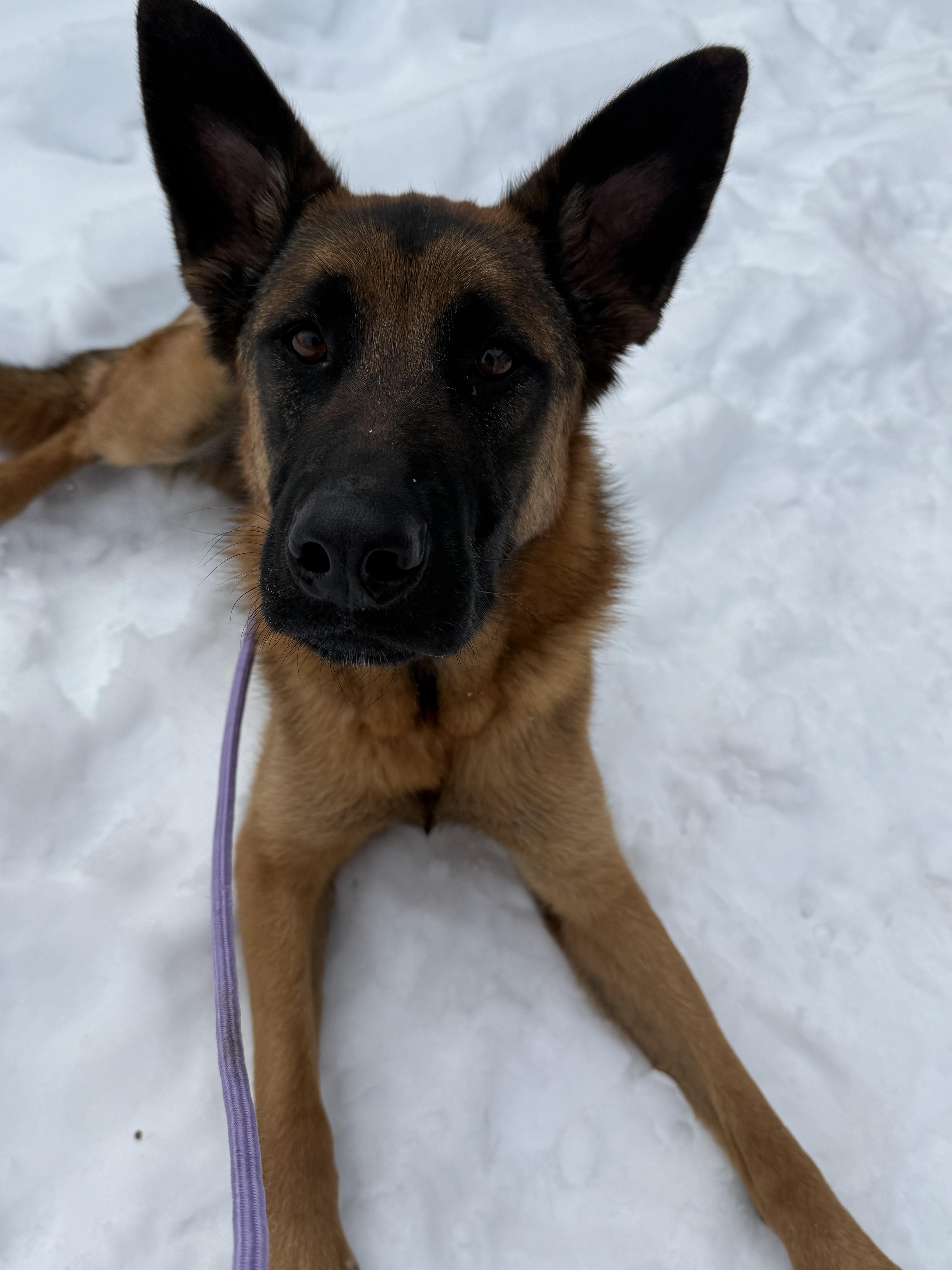 Enlarge Odie , a Adoptable German Shepherd Dog in Bridgton, ME image 3/3