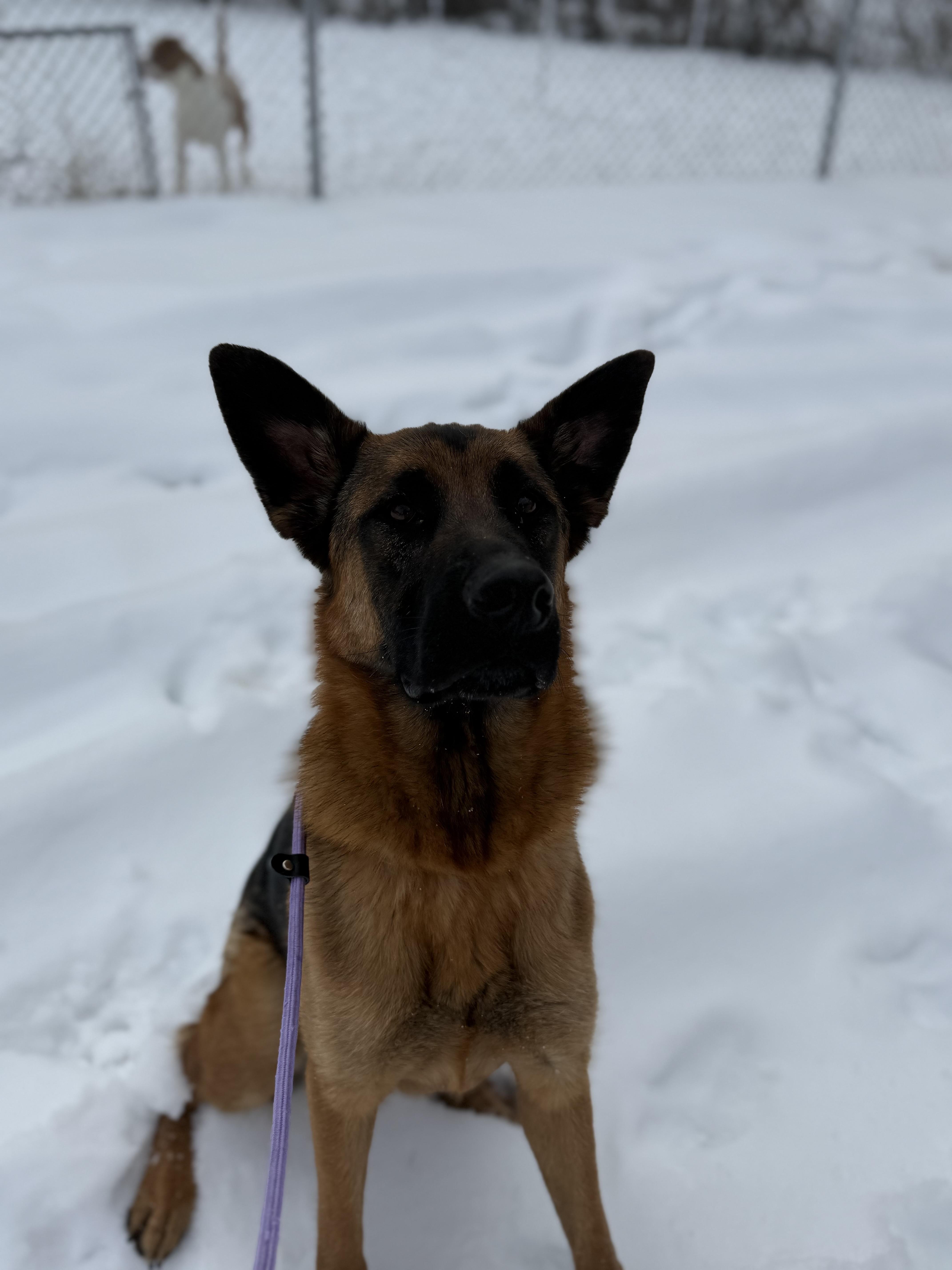 Enlarge Odie , a Adoptable German Shepherd Dog in Bridgton, ME image 2/3