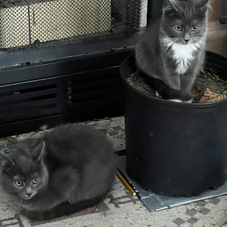 Enlarge Roxy, a ADOPTABLE Domestic Medium Hair in Toms River, NJ image 2/2