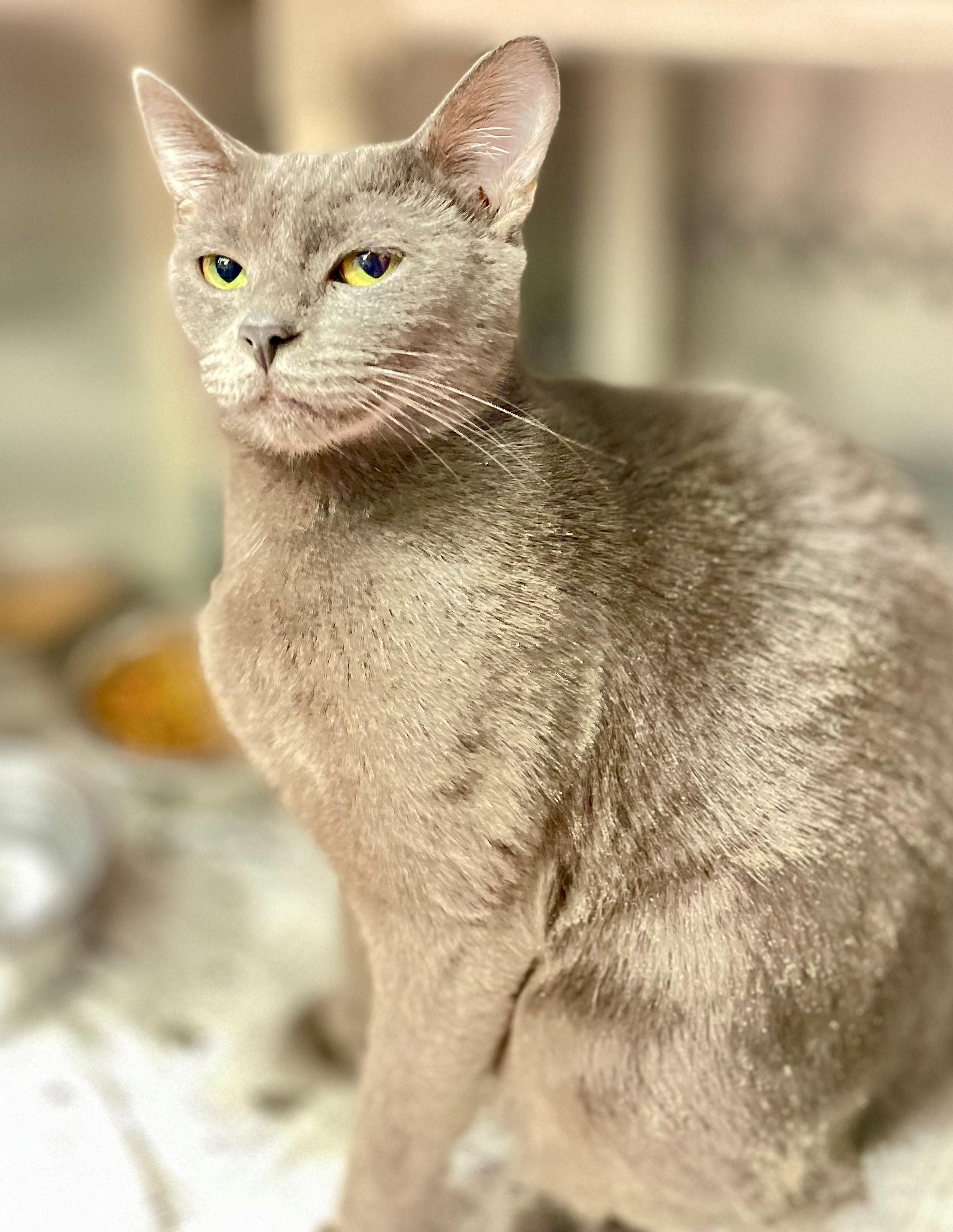 Enlarge Havana, an adopted Domestic Short Hair in Hamilton, ON image 3/3