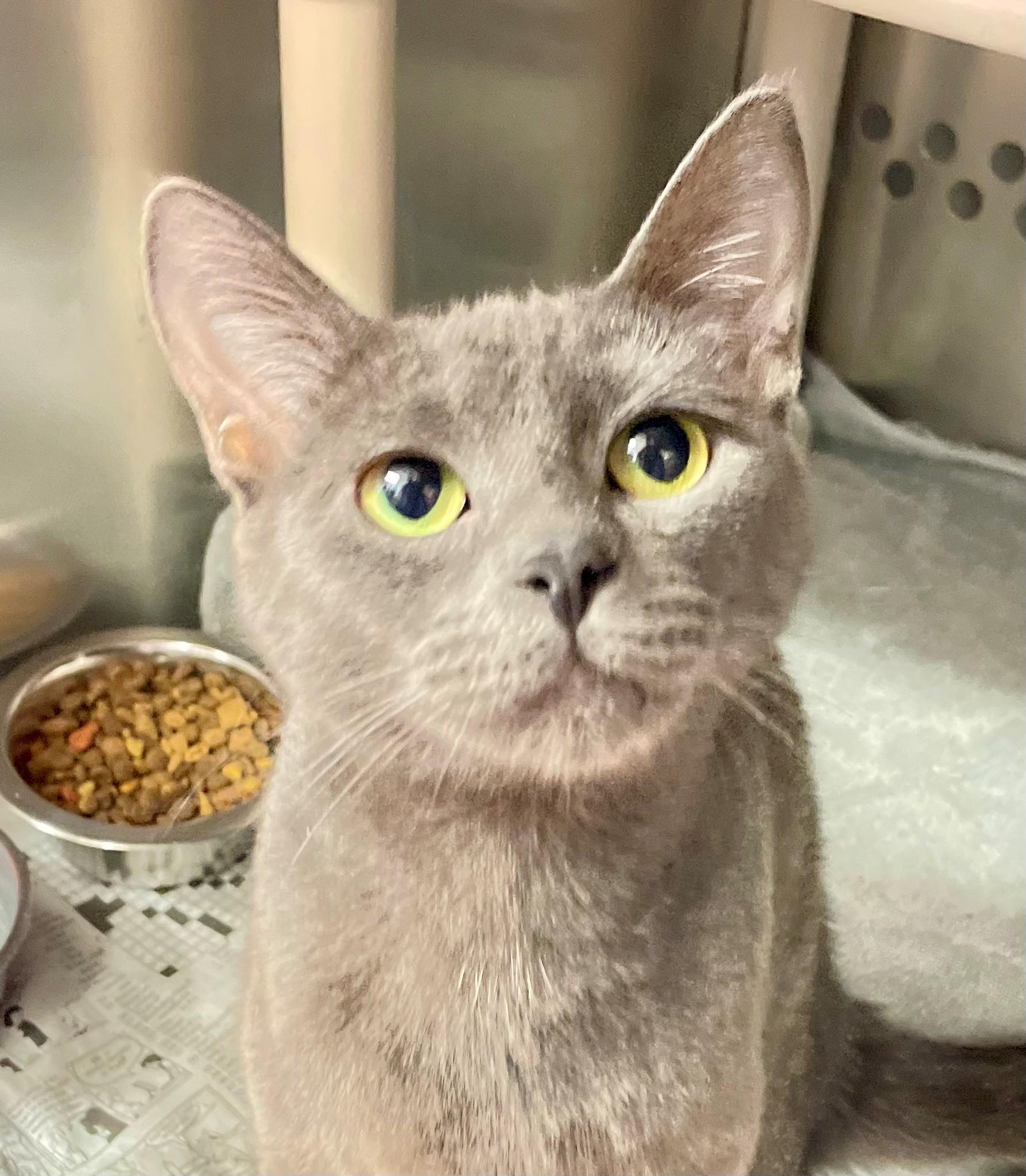 Enlarge Havana, an adopted Domestic Short Hair in Hamilton, ON image 2/3