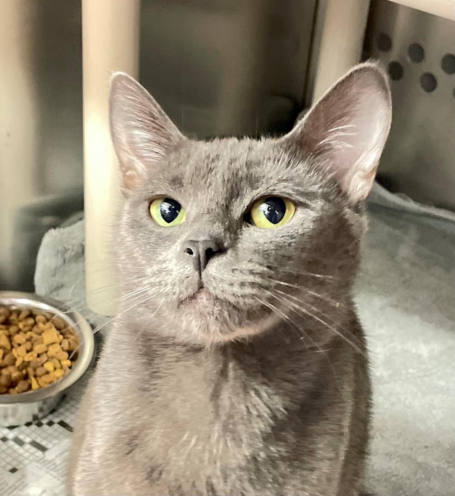 Enlarge Havana, an adopted Domestic Short Hair in Hamilton, ON image 1/3