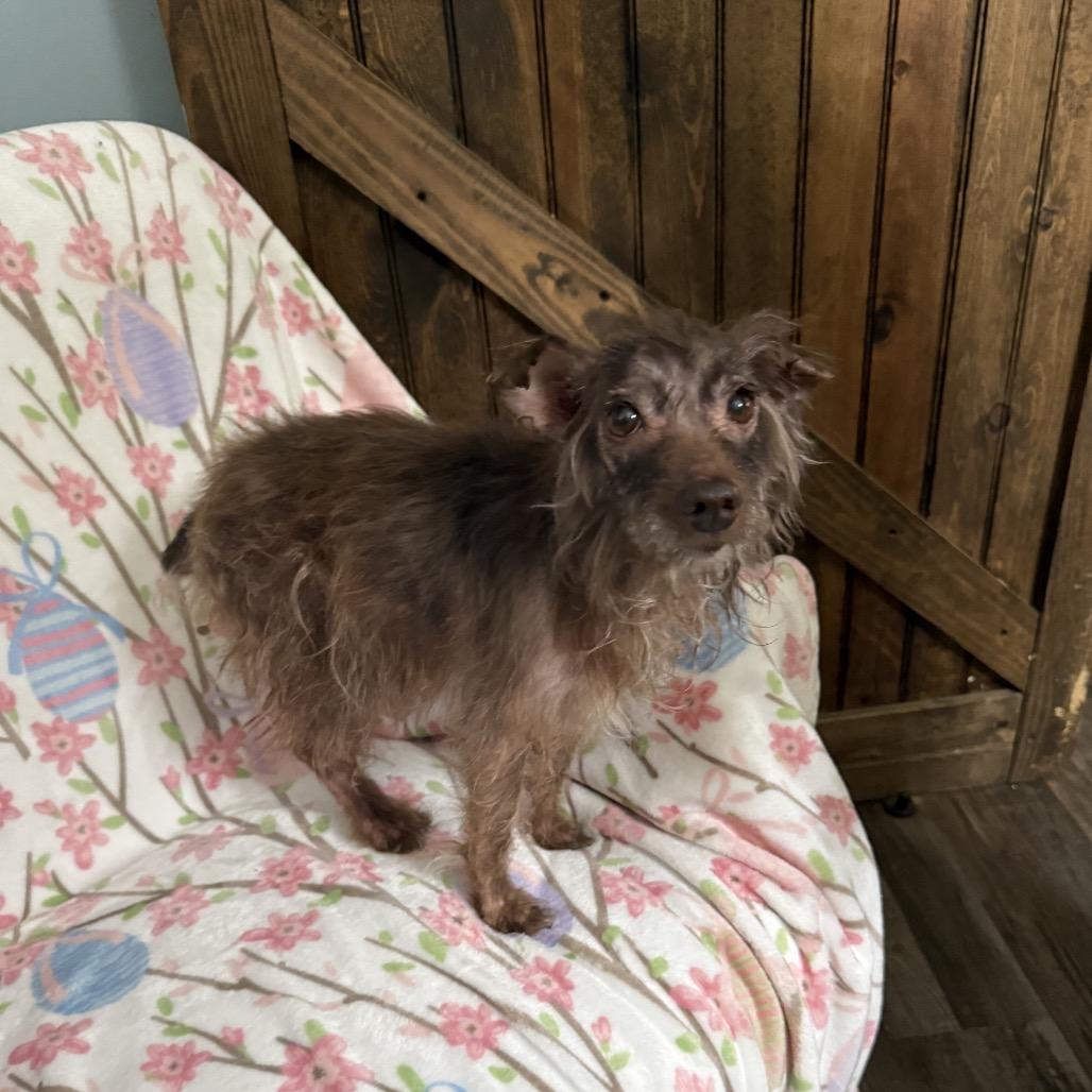 Enlarge Eloise, a Adoptable Miniature Schnauzer in Sequatchie, TN image 1/1