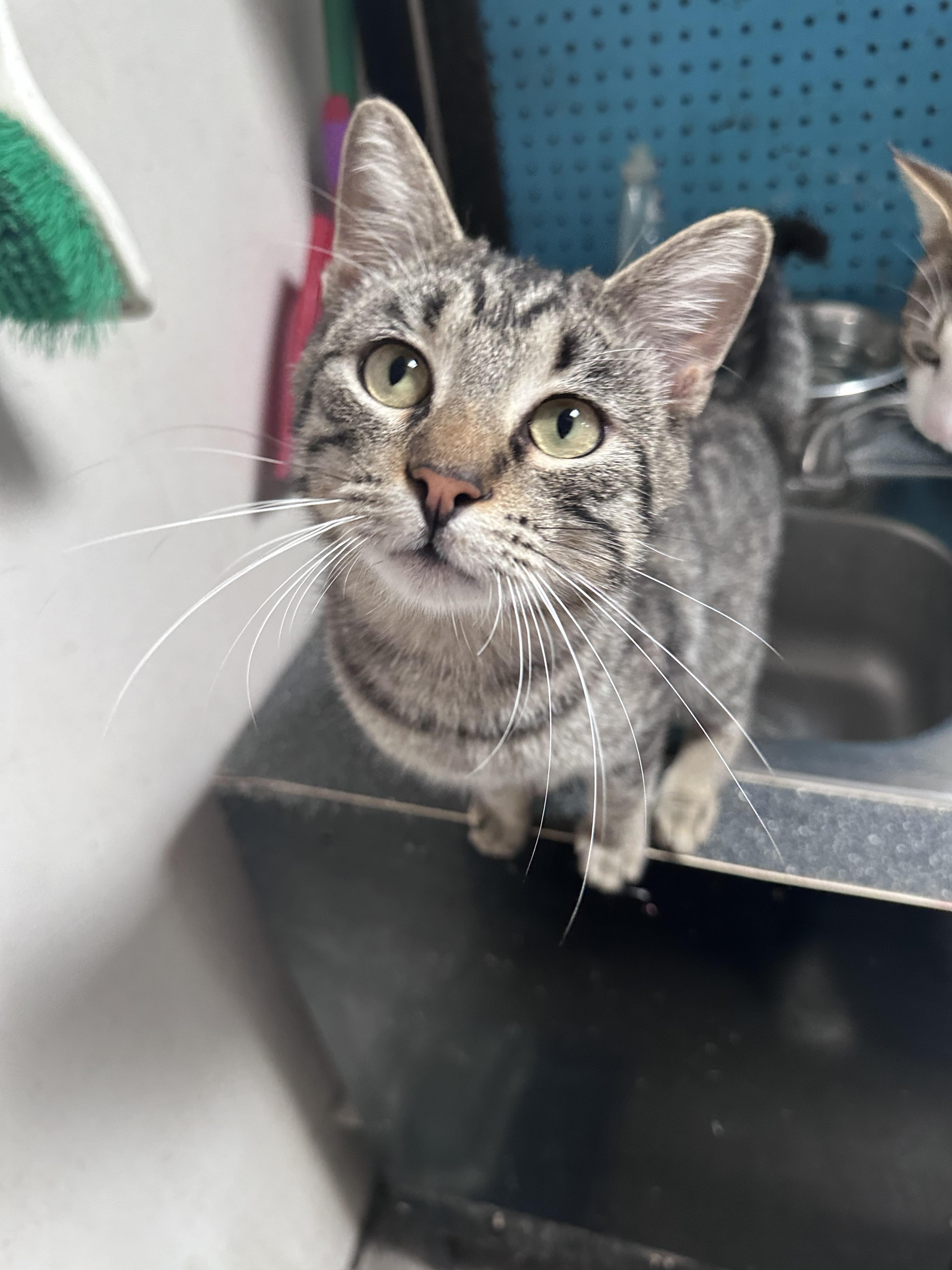Ramone, an adoptable Domestic Short Hair in Graham, TX, 76450 | Photo Image 1