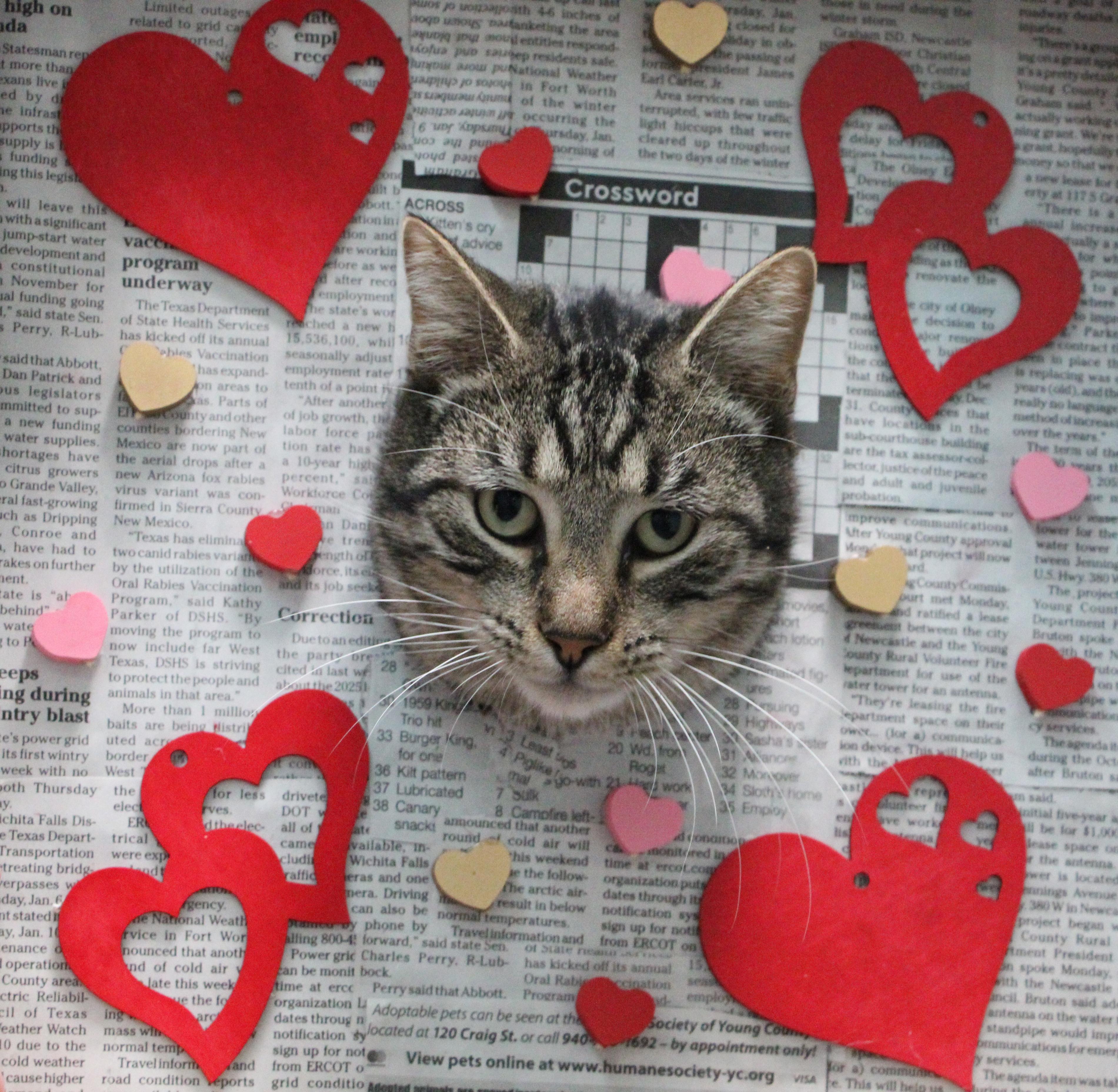 Ramone, an adoptable Domestic Short Hair in Graham, TX, 76450 | Photo Image 2