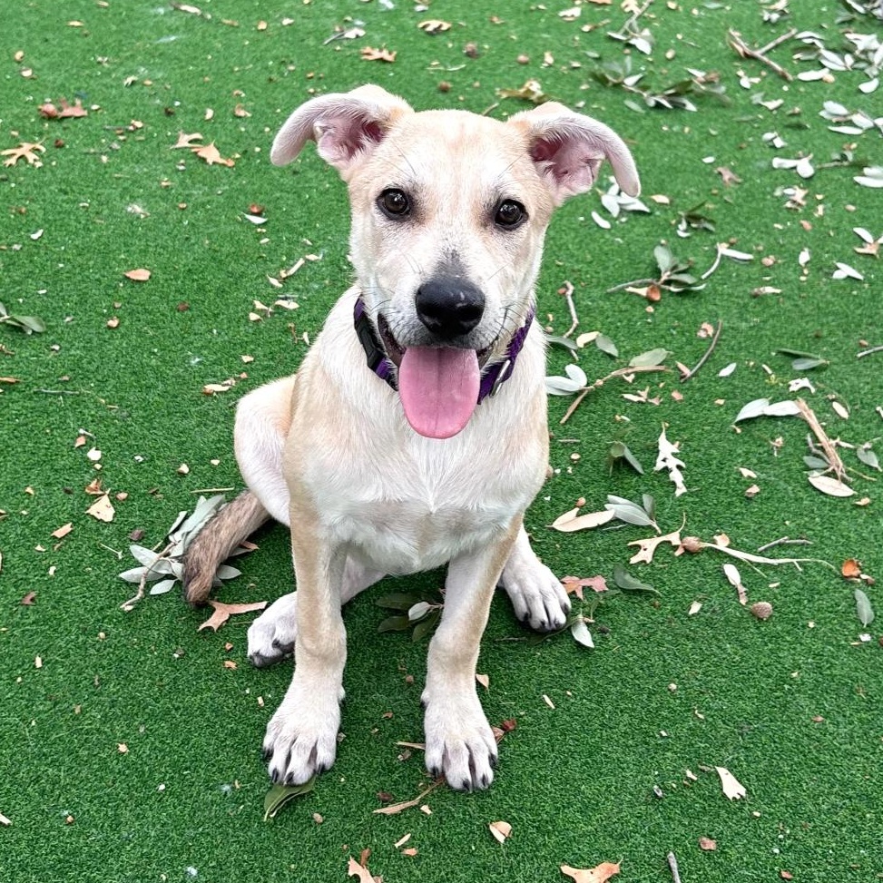 Enlarge Hallie, a Adoptable mixed breed in Seattle, WA image 4/6