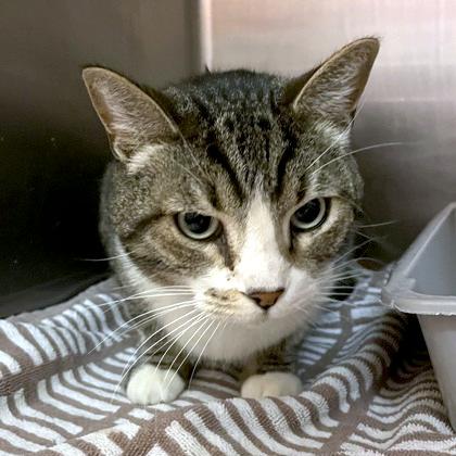 Scout, adopted, Adult Male Domestic Short Hair.