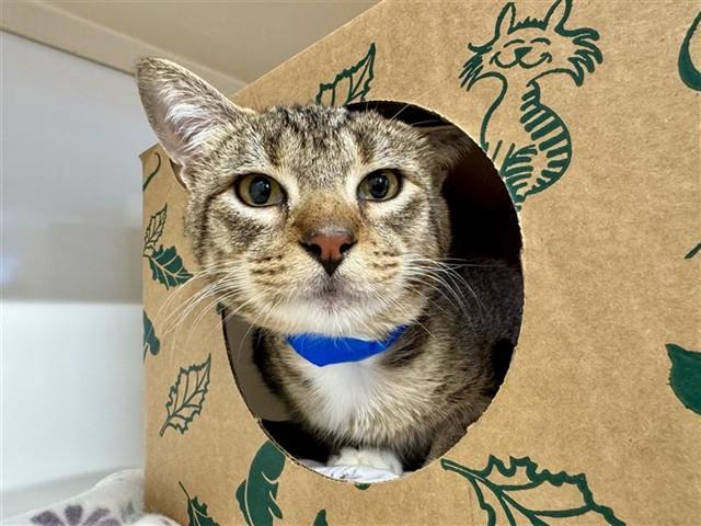 FOREST, Adoptable, Young Male Domestic Medium Hair.