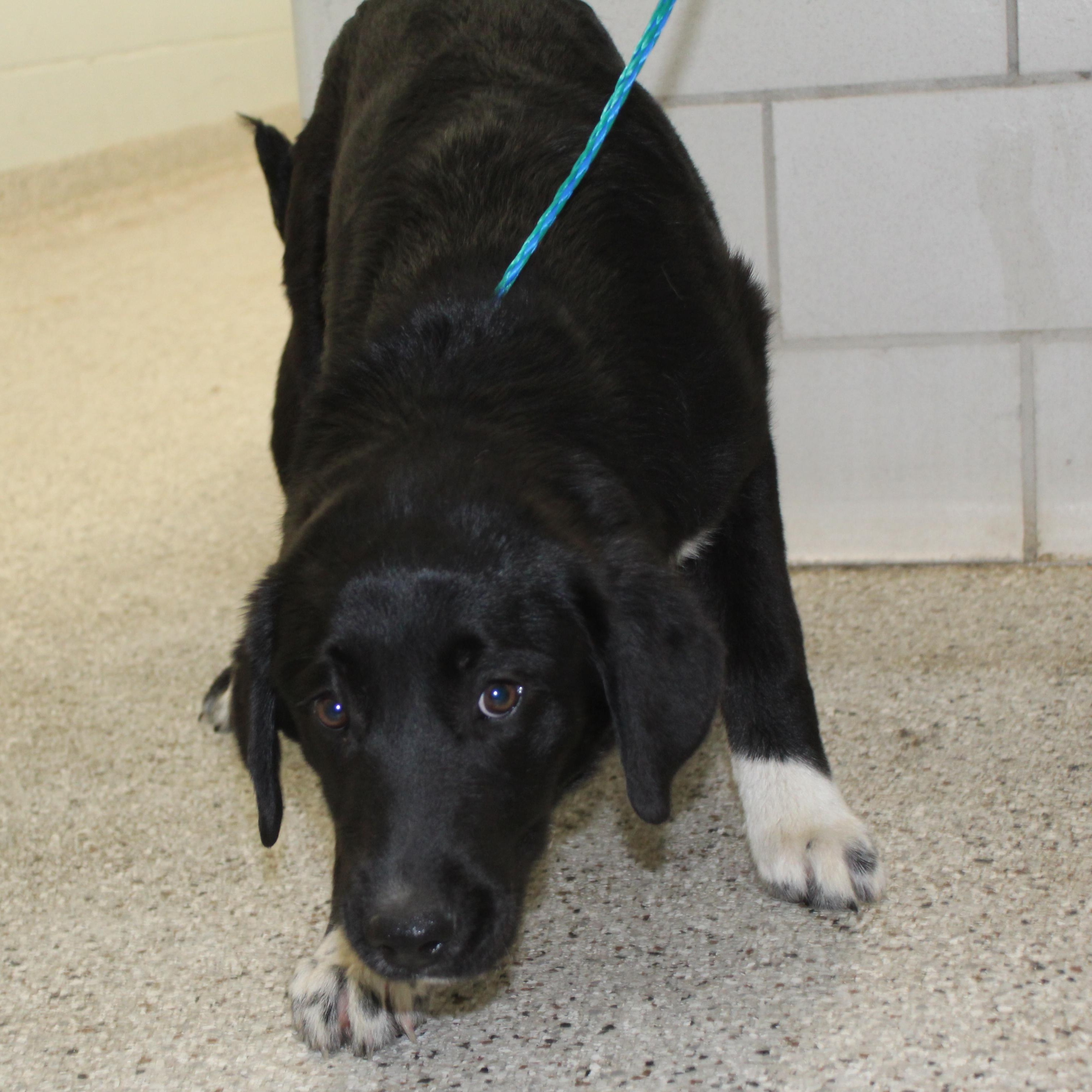 Enlarge Laverne (11637), an adopted mixed breed in Heath, OH image 2/2