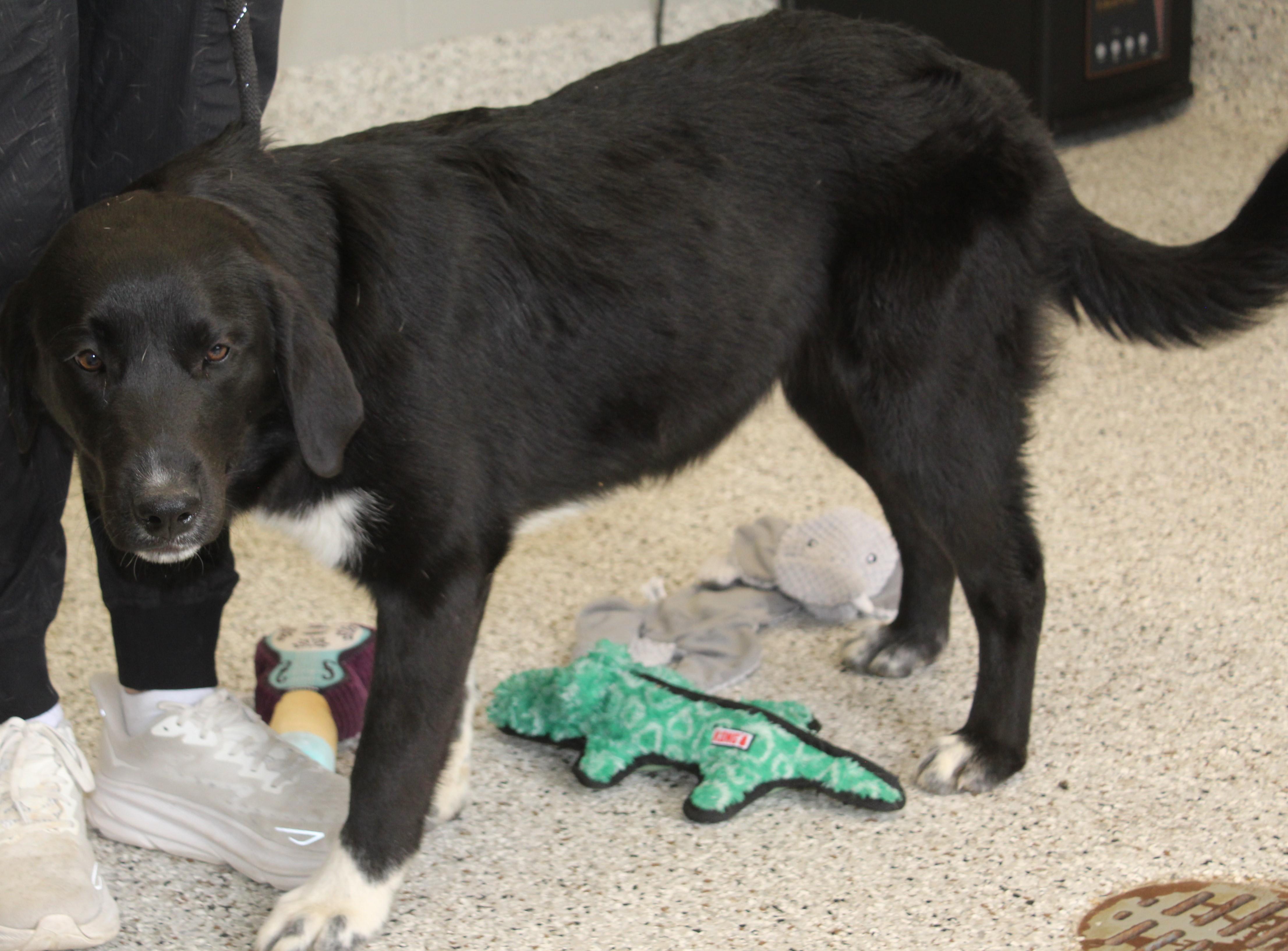 Enlarge Laverne (11637), an adopted mixed breed in Heath, OH image 1/2