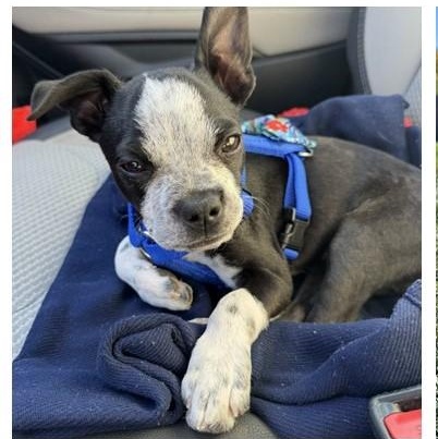 Cowboy - pending, Adoptable, Puppy Male Boston Terrier & Australian Shepherd.