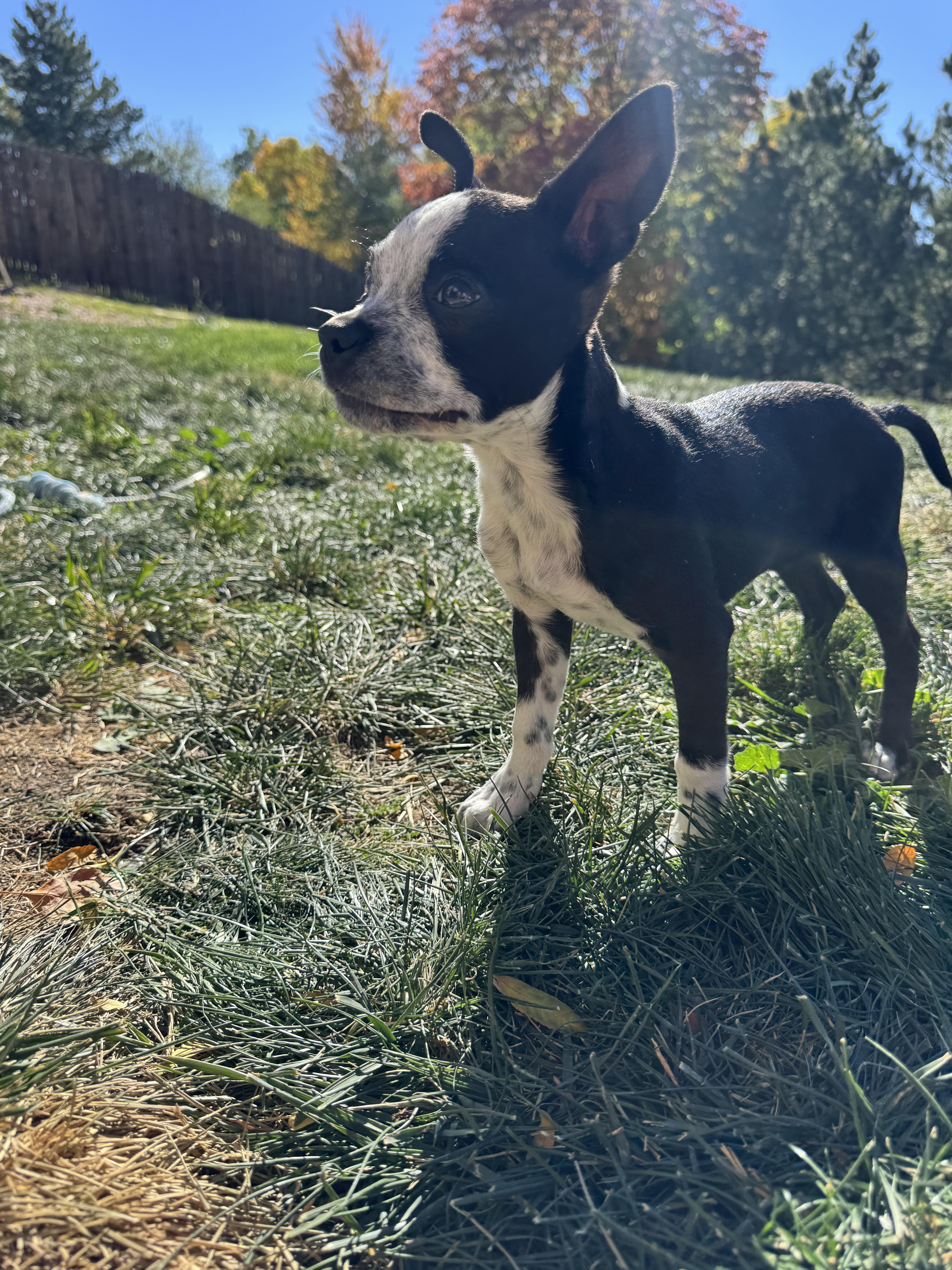 Enlarge Cowboy - pending, a Adoptable mixed breed in Littleton, CO image 3/5