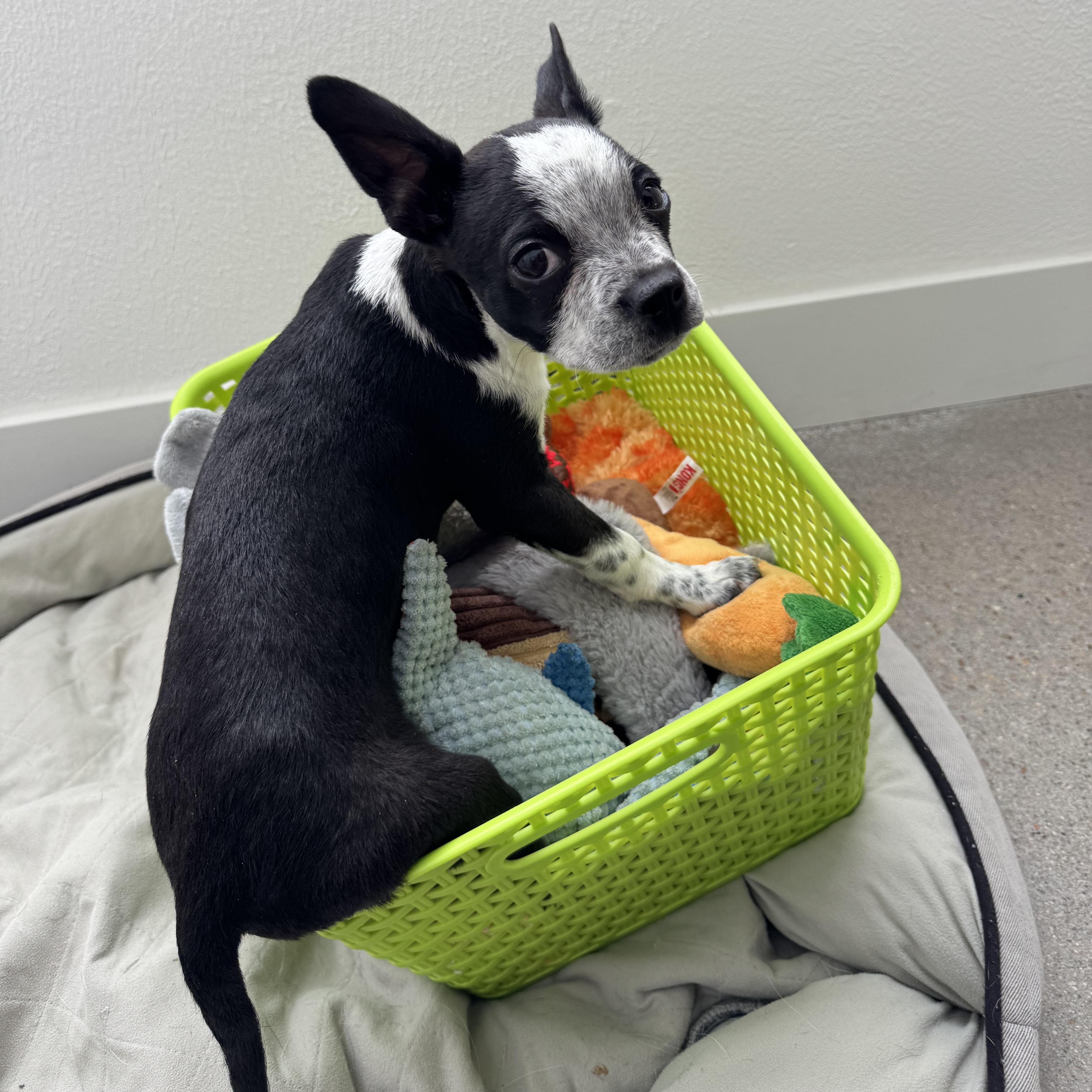 Enlarge Cowboy - pending, a Adoptable mixed breed in Littleton, CO image 4/5