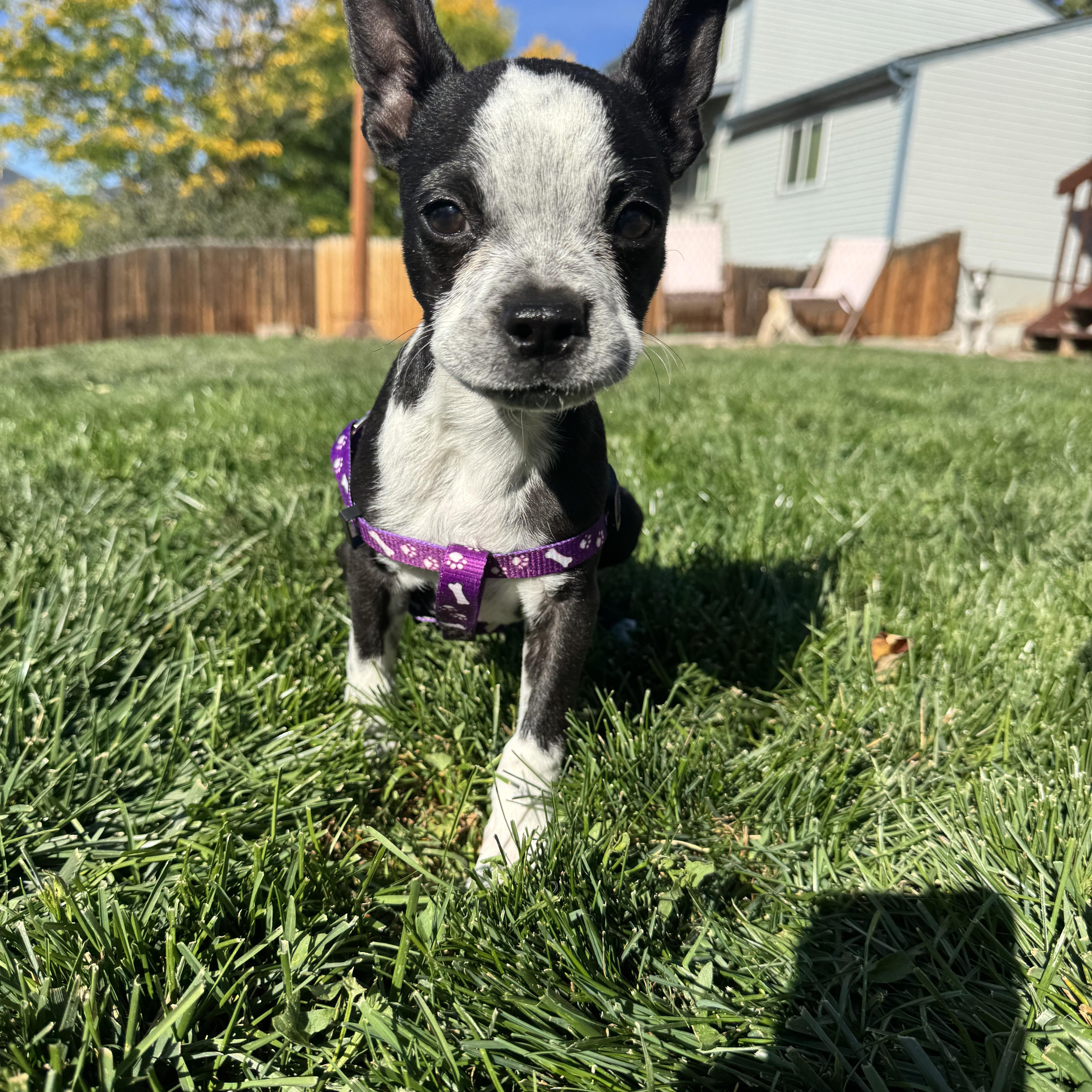 Enlarge Cowboy - pending, a Adoptable mixed breed in Littleton, CO image 5/5