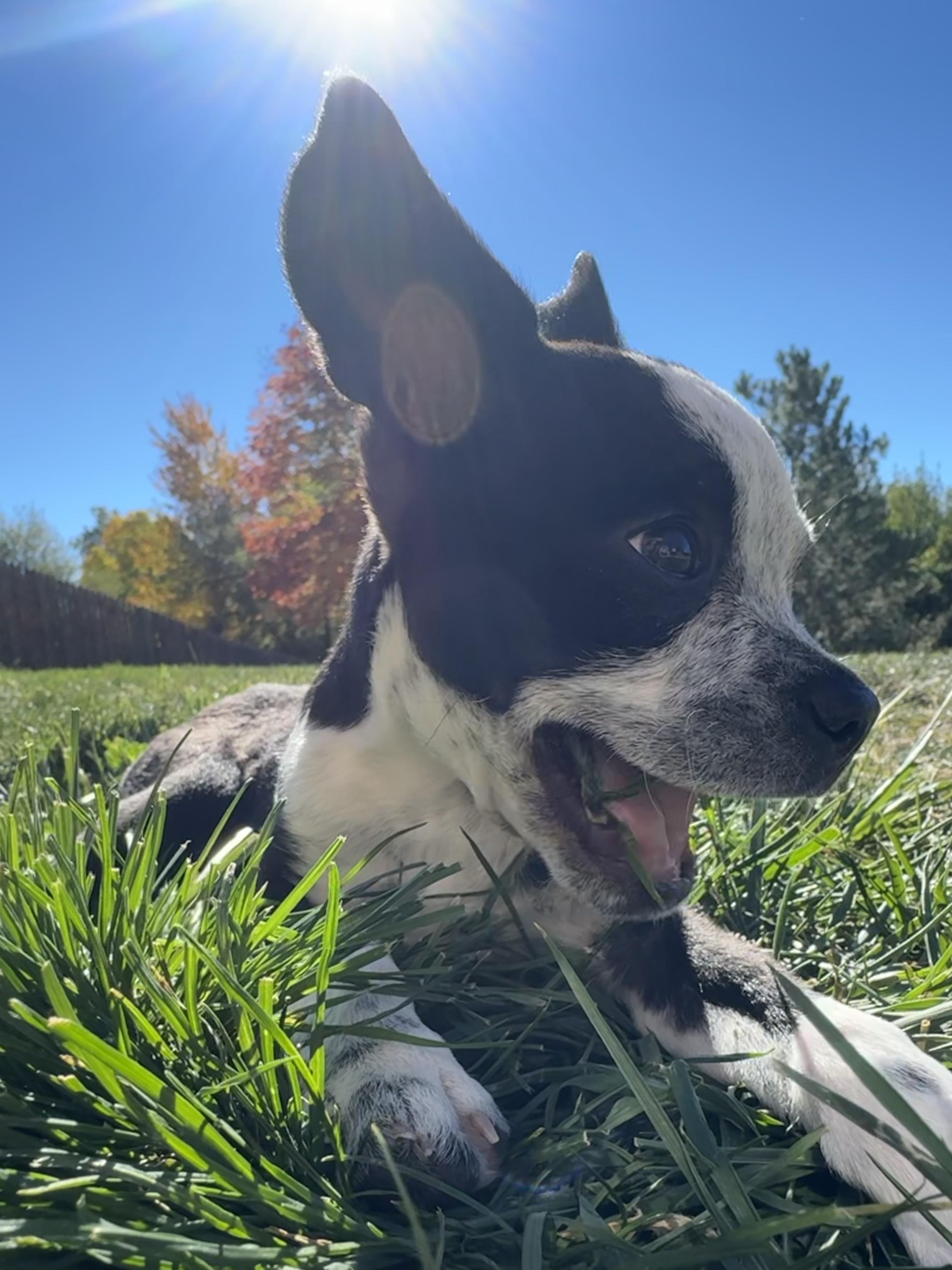 Enlarge Cowboy - pending, a Adoptable mixed breed in Littleton, CO image 2/5