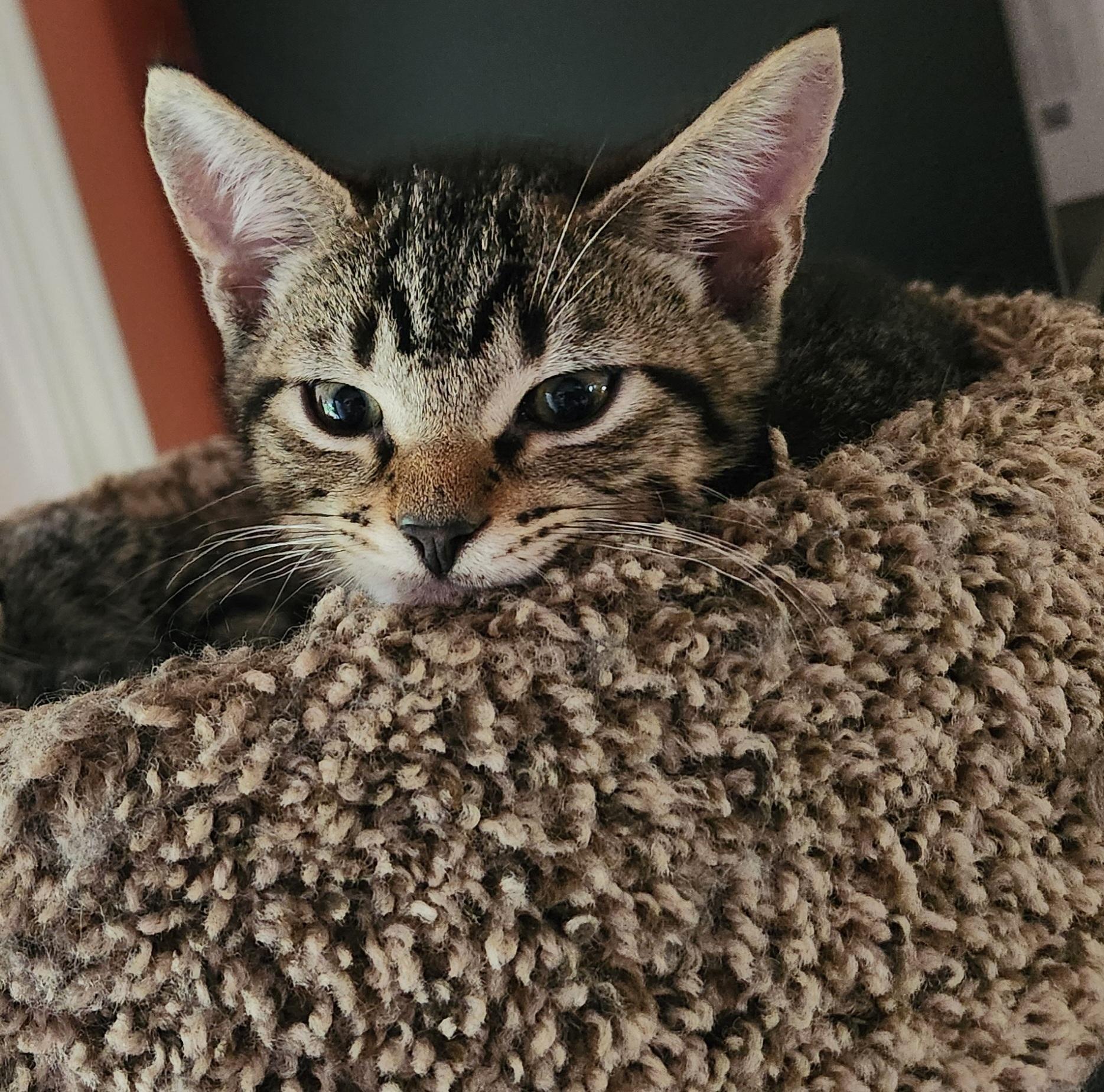 Enlarge Catawba, an adopted Domestic Short Hair in Charlotte, NC image 2/3