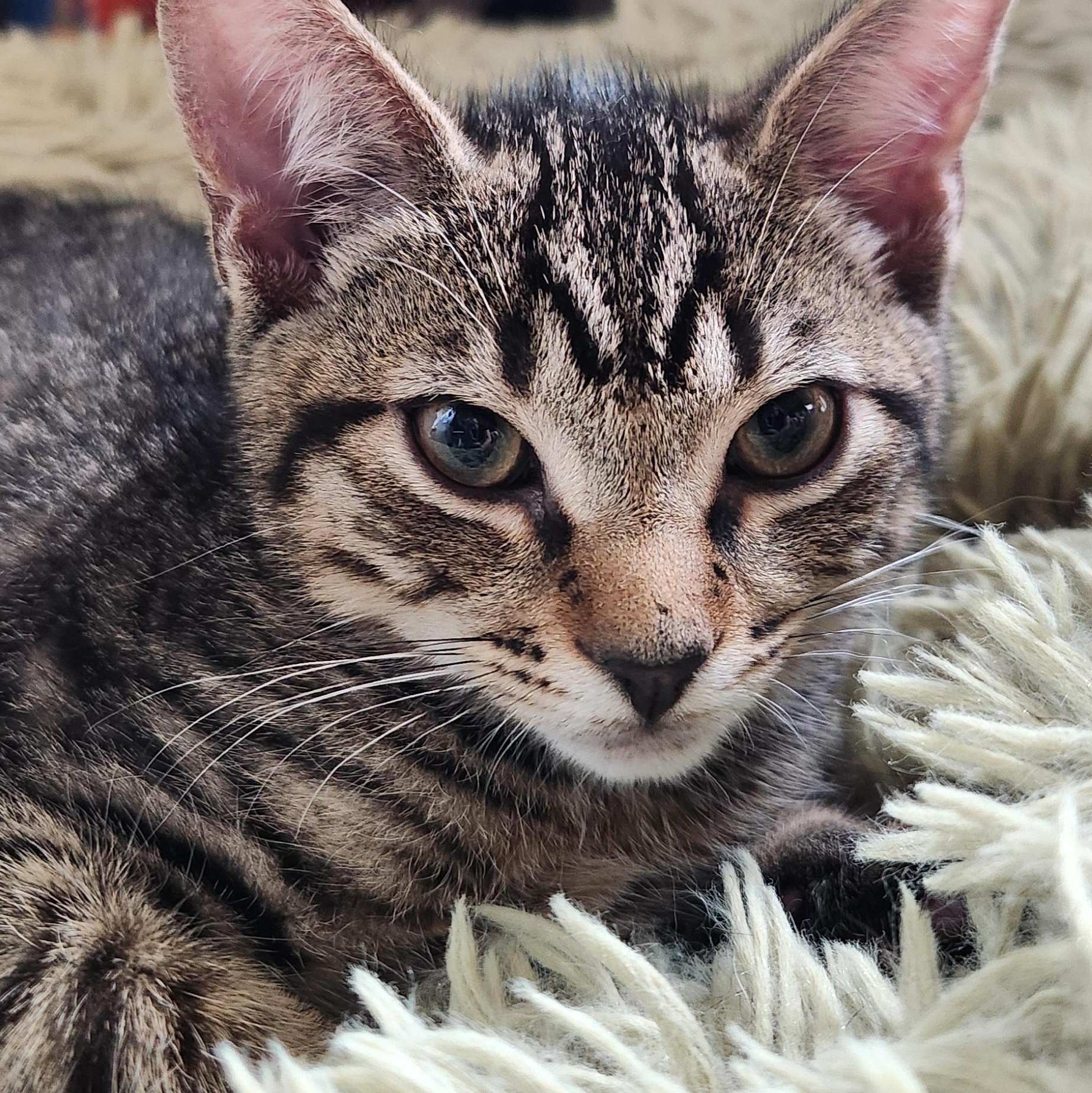 Catawba, adopted, Kitten Male Domestic Short Hair.