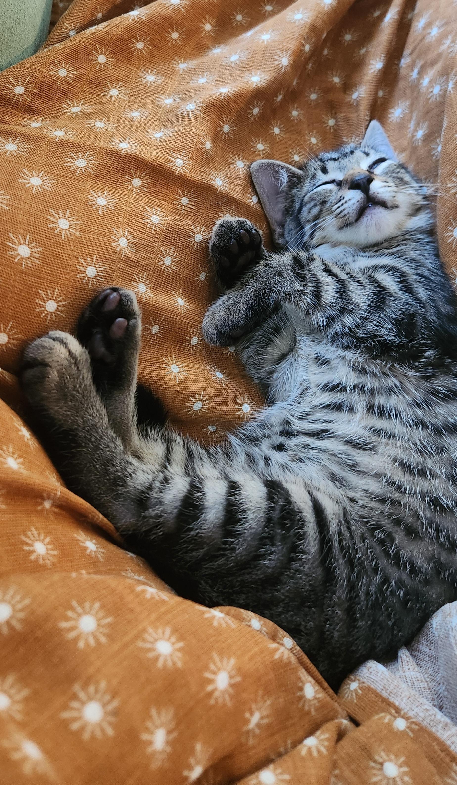Enlarge Catawba, an adopted Domestic Short Hair in Charlotte, NC image 3/3