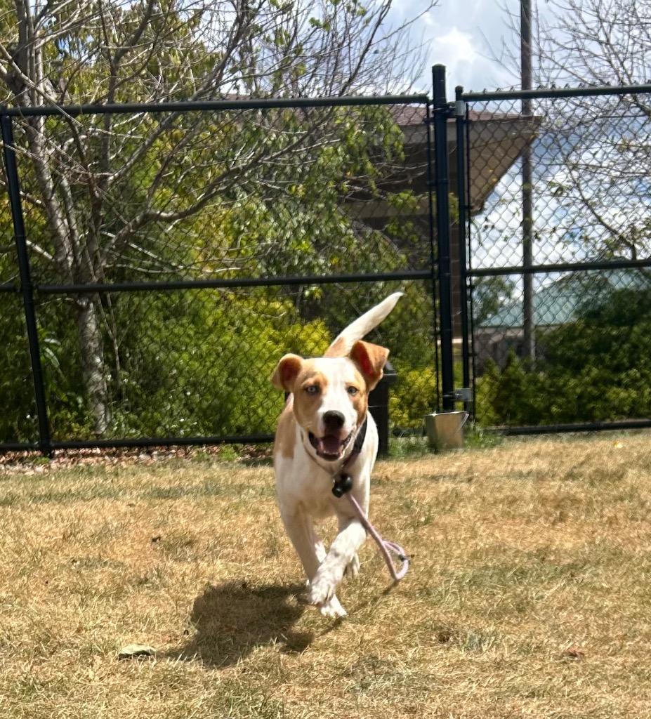 RAFE, Adoptable, Young Male Terrier.