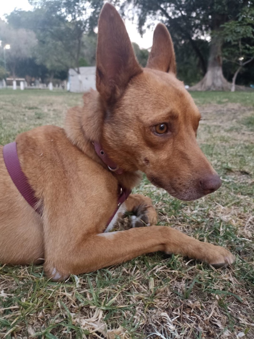 Dog for adoption James, a Rat Terrier & Cattle Dog Mix in Sherwood