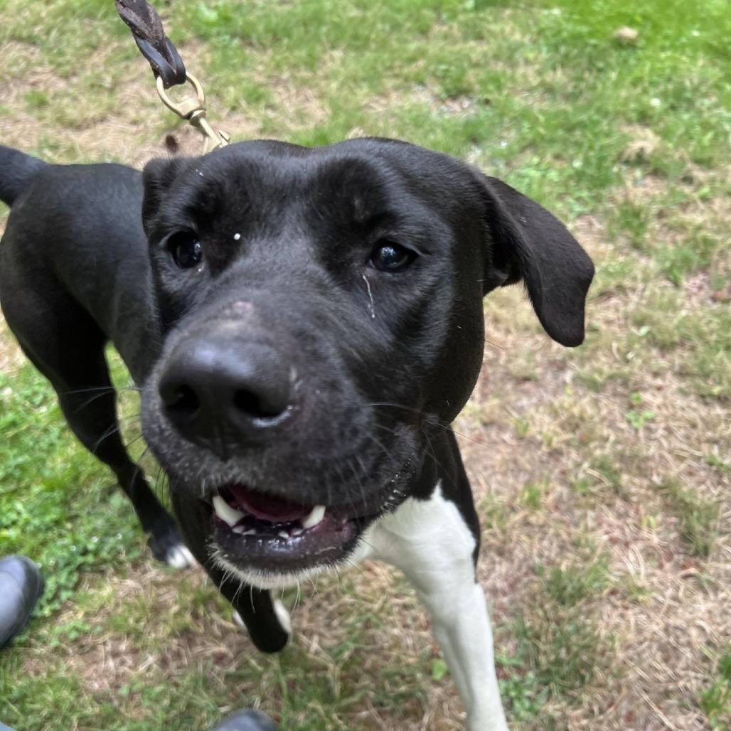 Pebbles, Adoptable, Young Female Labrador Retriever & Pit Bull Terrier.