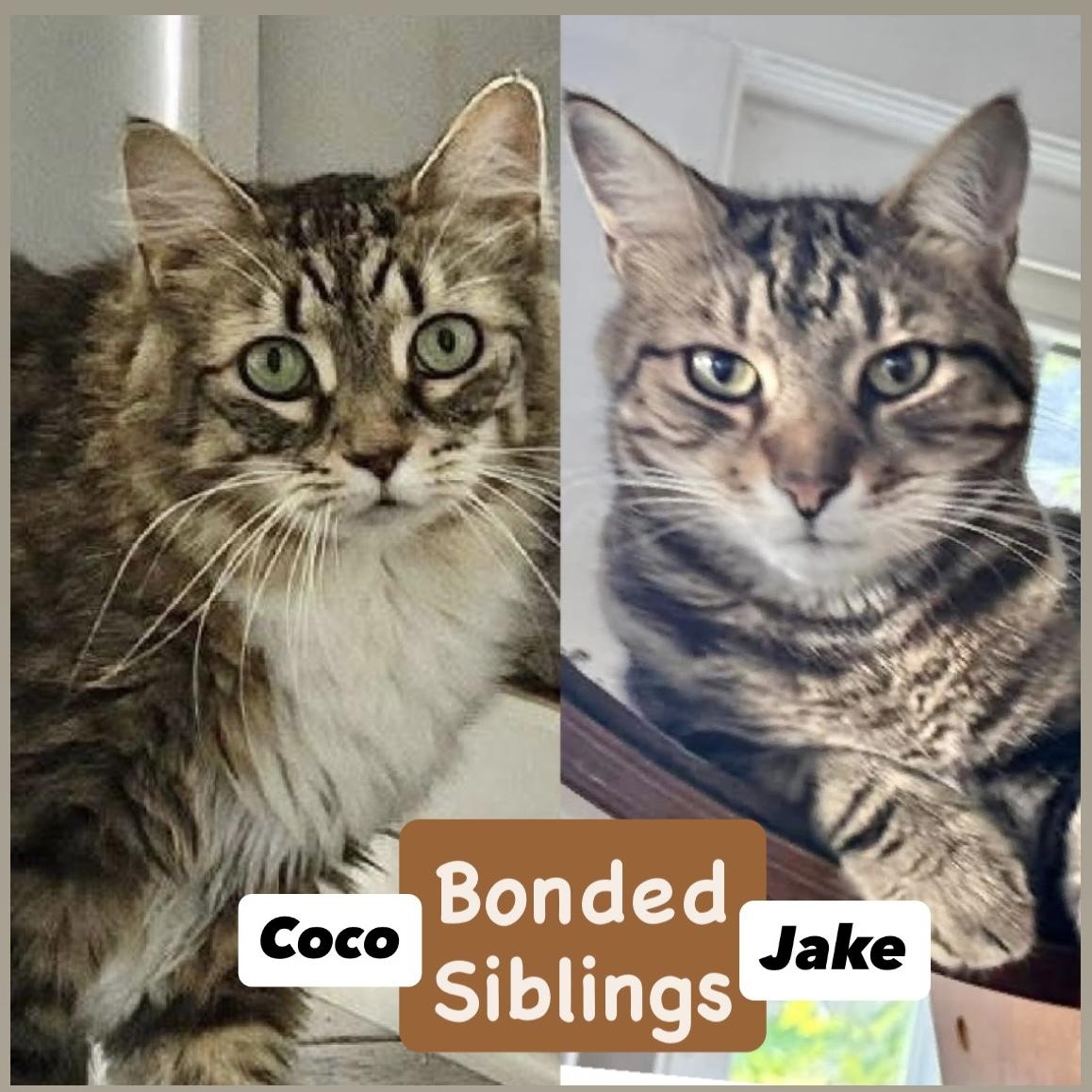 Coco & Jake bonded siblings