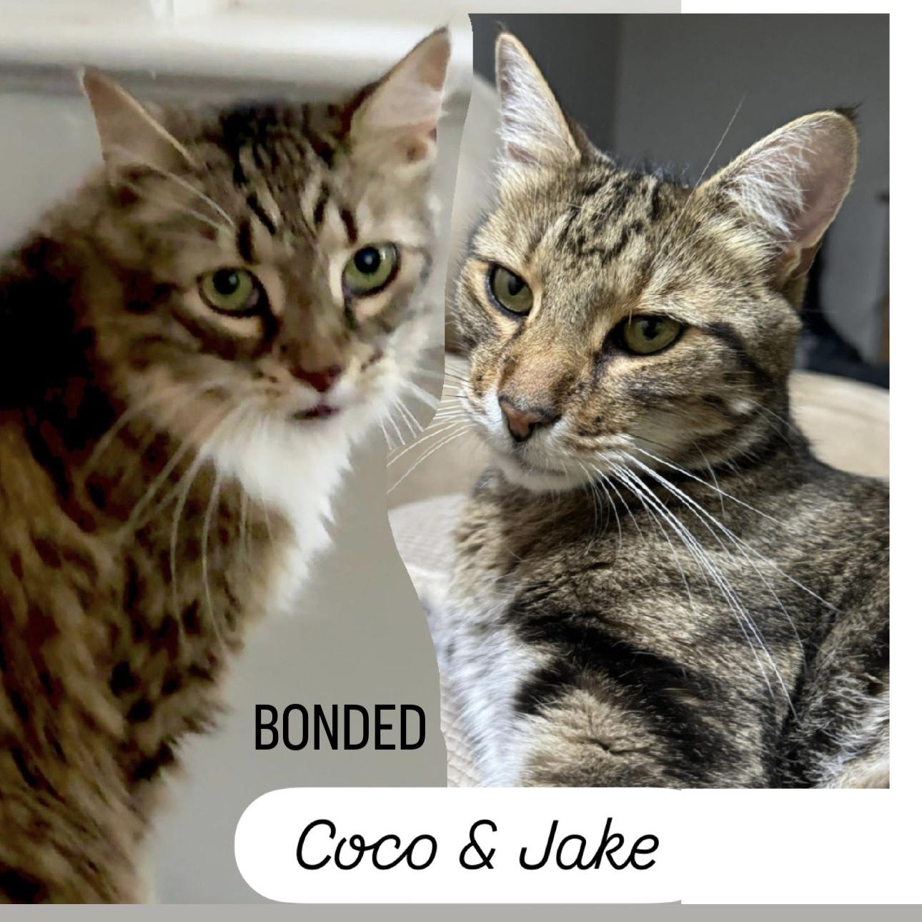 Coco & Jake bonded siblings