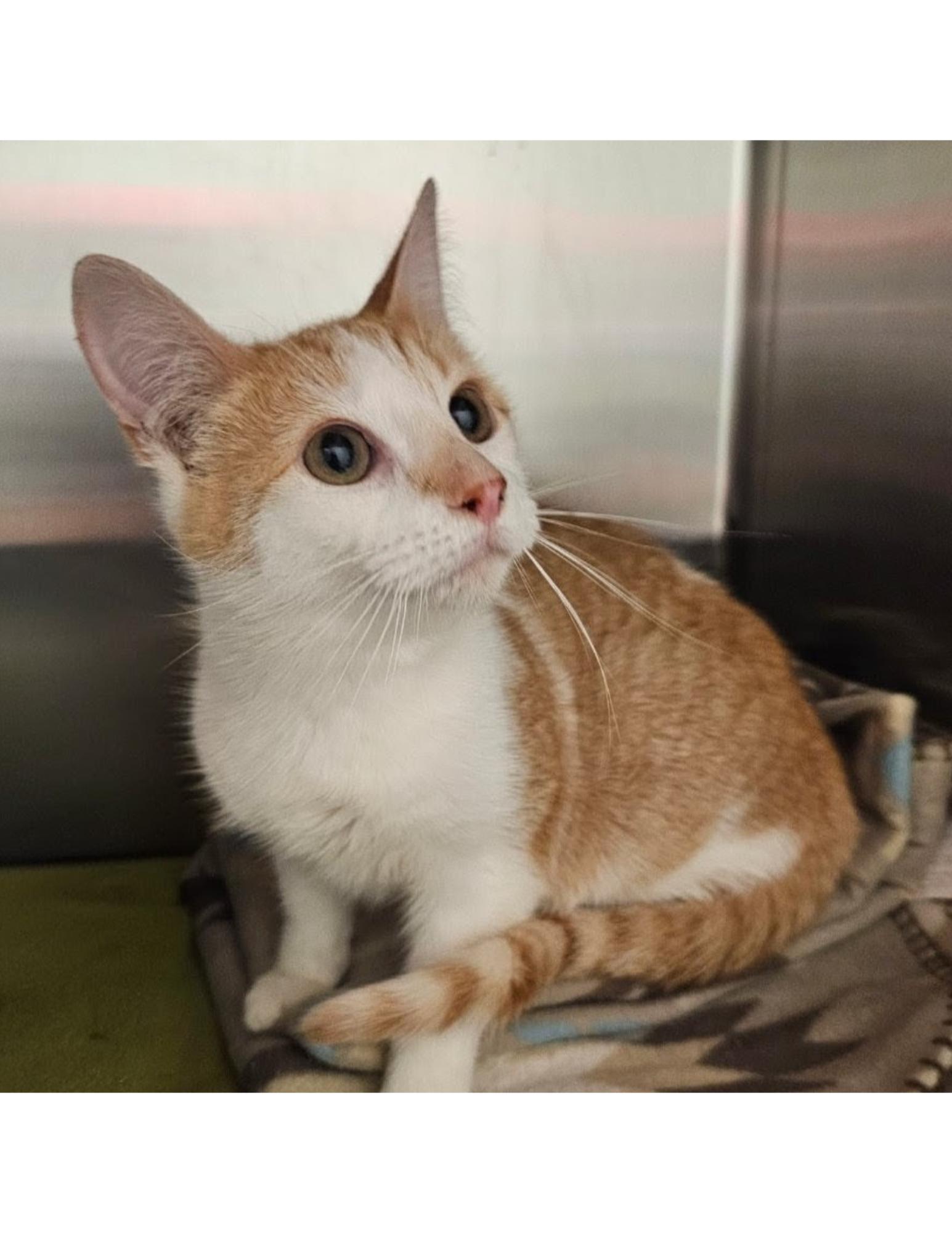 Enlarge Windie, an adopted Domestic Short Hair in Indiana, PA image 1/2