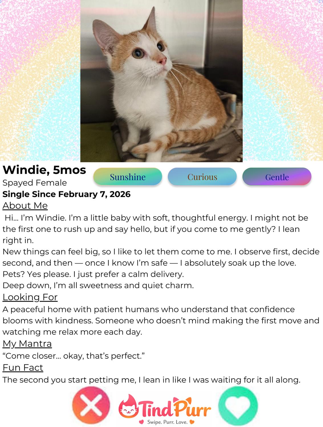 Enlarge Windie, an adopted Domestic Short Hair in Indiana, PA image 2/2
