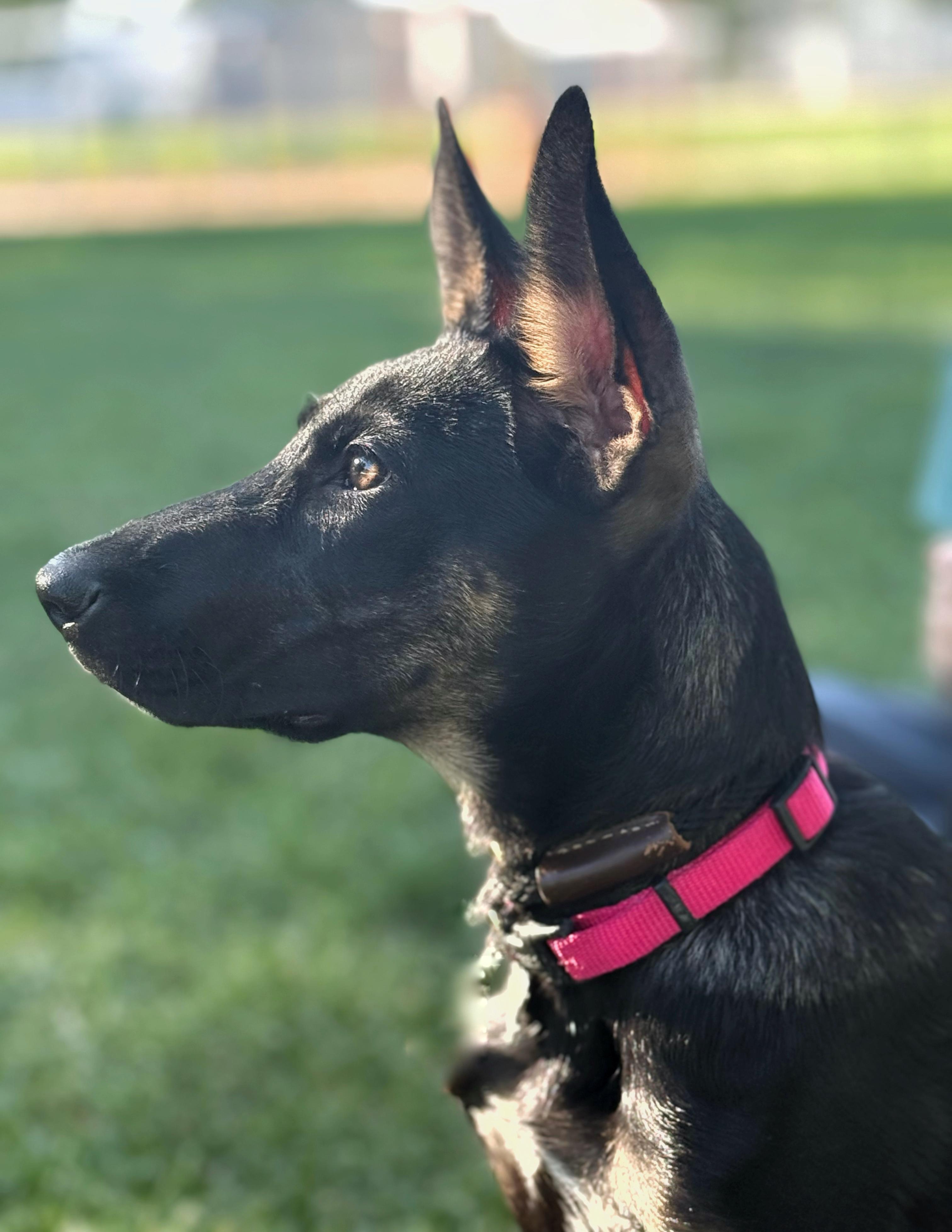 Enlarge Millie, a Adopted mixed breed in Twin Falls, ID image 1/6