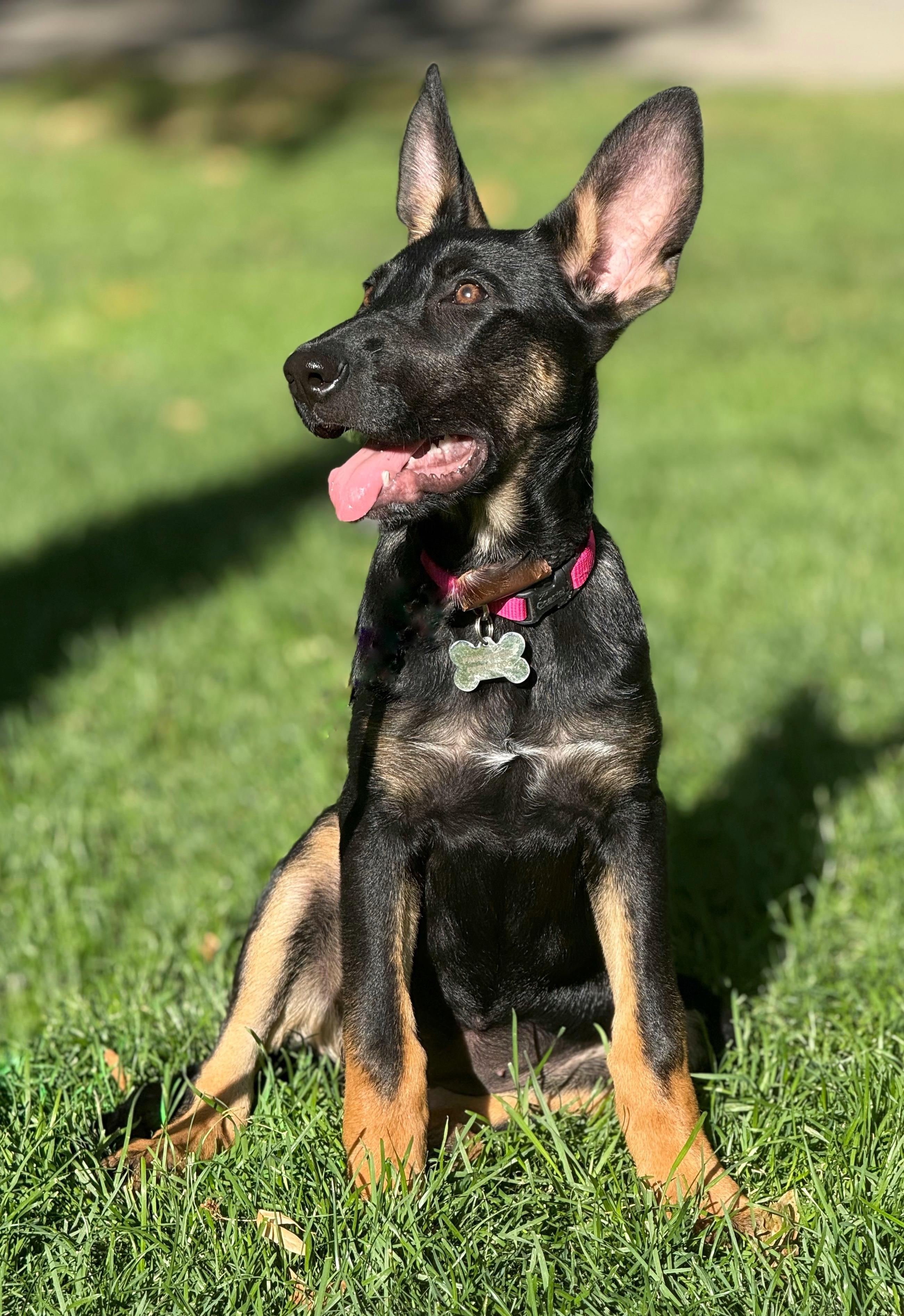 Enlarge Millie, a Adopted mixed breed in Twin Falls, ID image 2/6