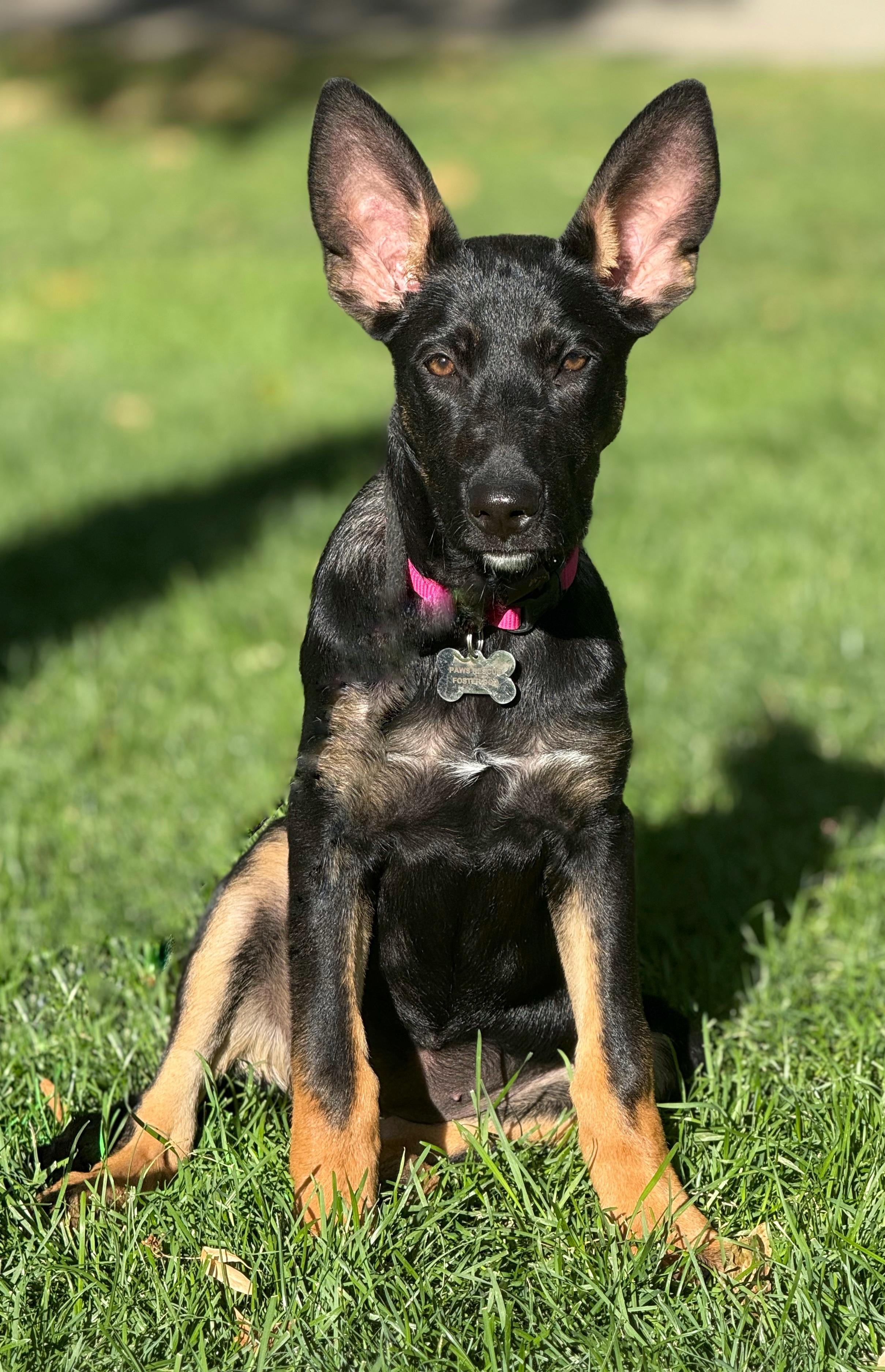 Enlarge Millie, a Adopted mixed breed in Twin Falls, ID image 3/6
