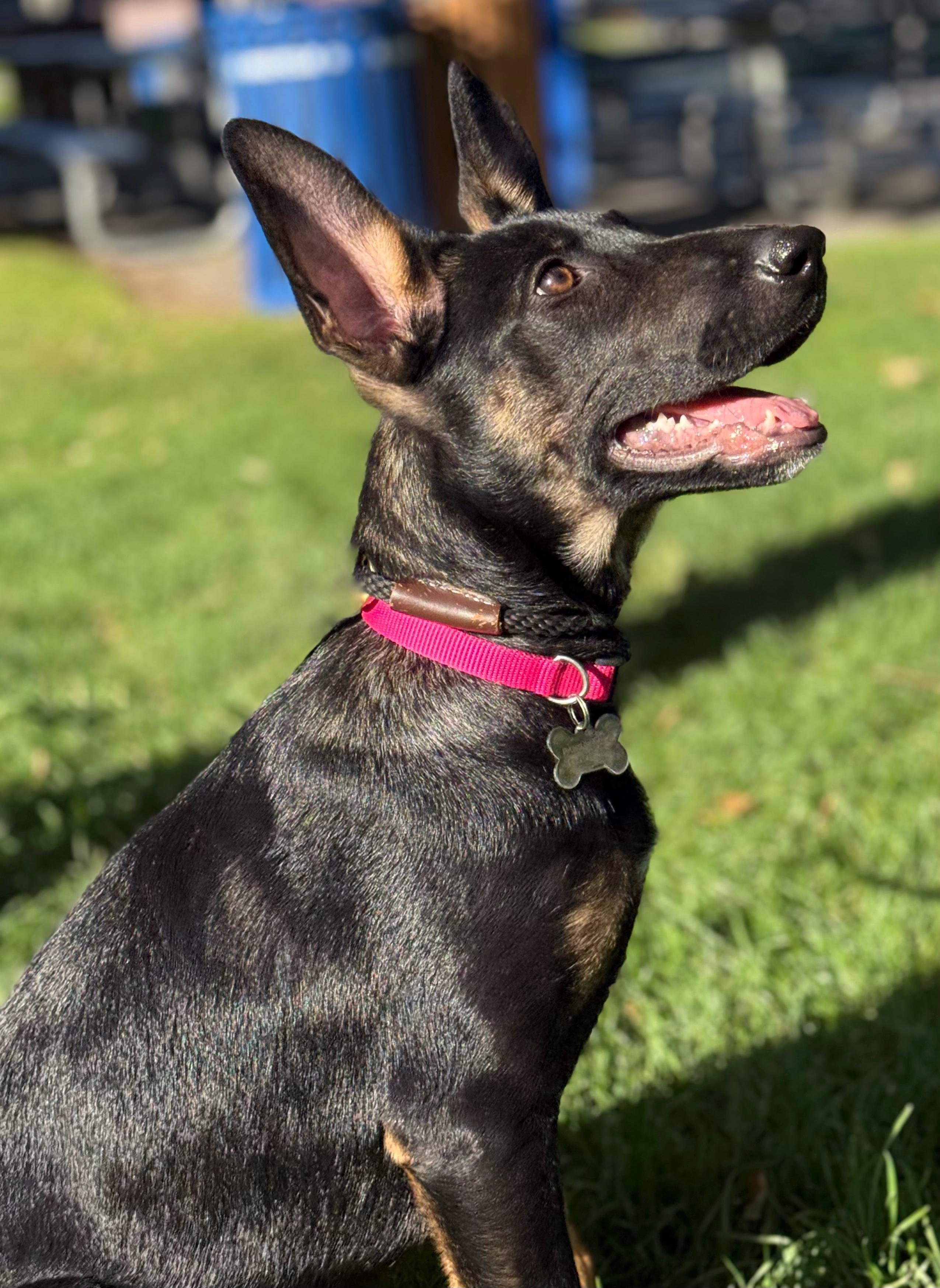Enlarge Millie, a Adopted mixed breed in Twin Falls, ID image 4/6