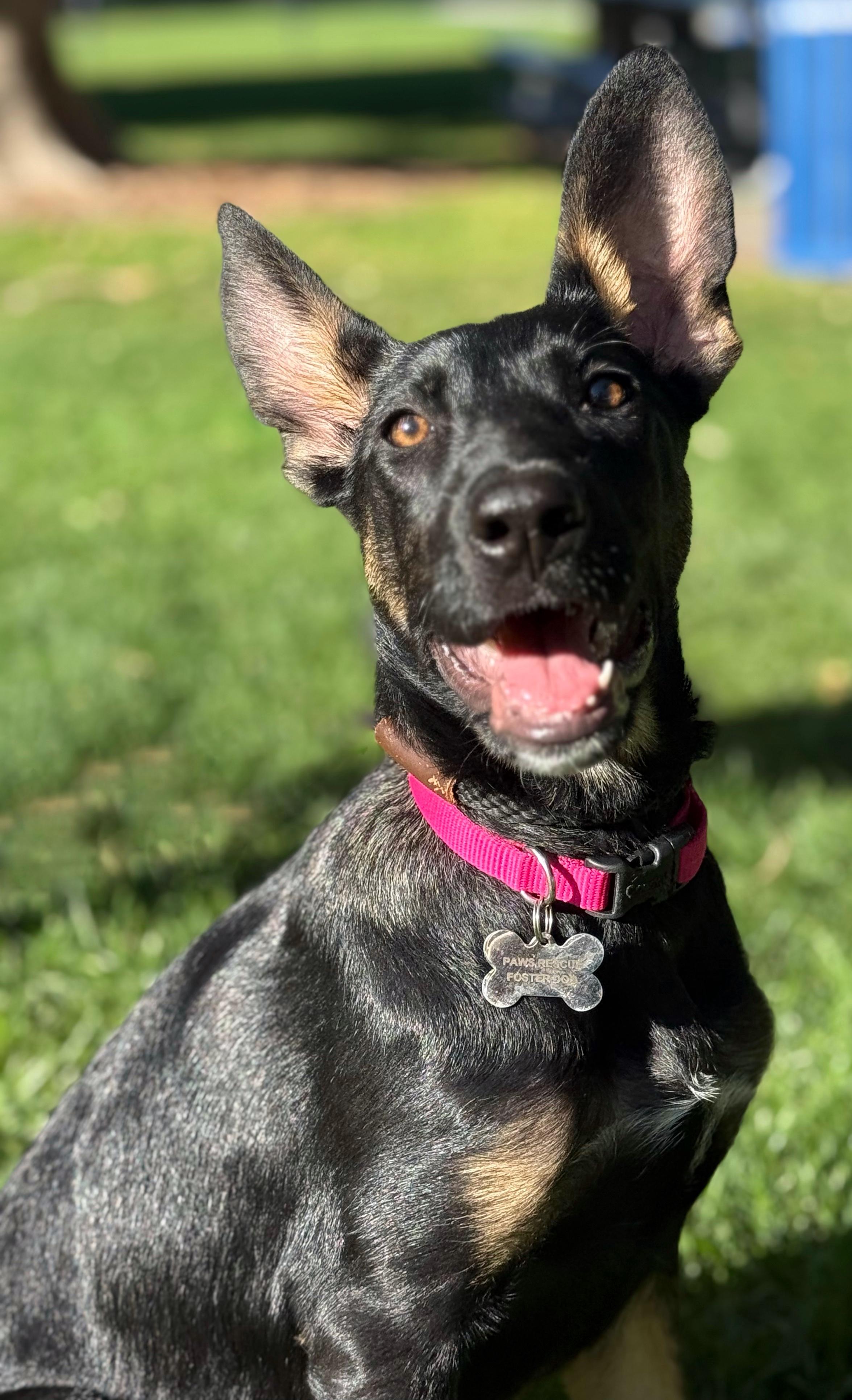 Enlarge Millie, a Adopted mixed breed in Twin Falls, ID image 5/6