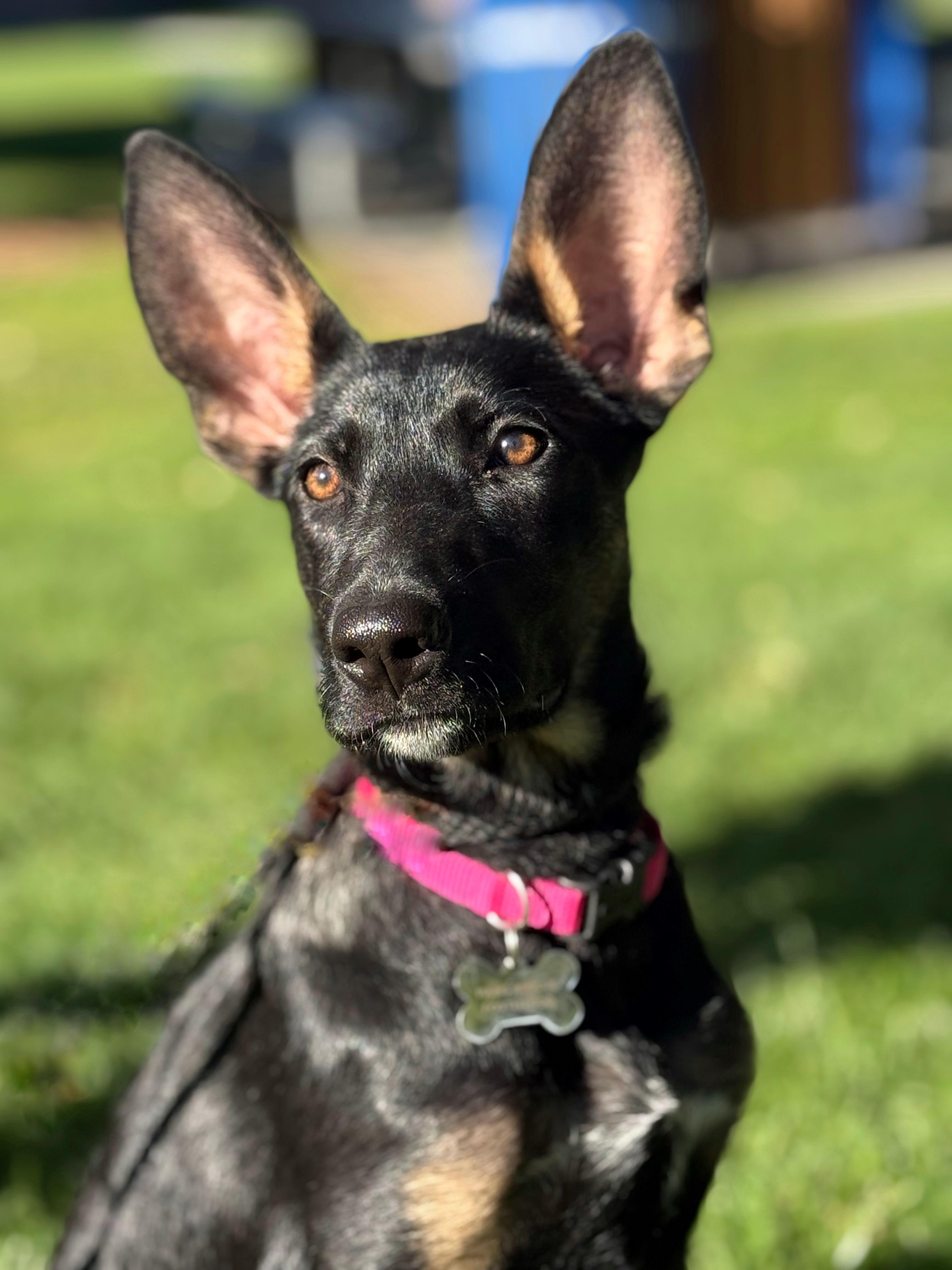 Enlarge Millie, a Adopted mixed breed in Twin Falls, ID image 6/6