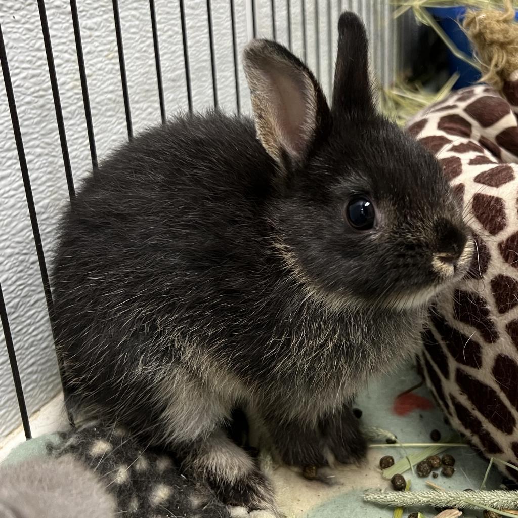 Enlarge Itty Bitty, a Adoptable Britannia Petite in Kennesaw, GA image 1/6