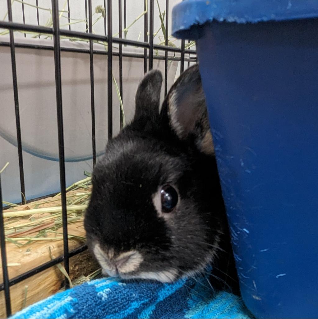 Enlarge Itty Bitty, a Adoptable Britannia Petite in Kennesaw, GA image 2/6