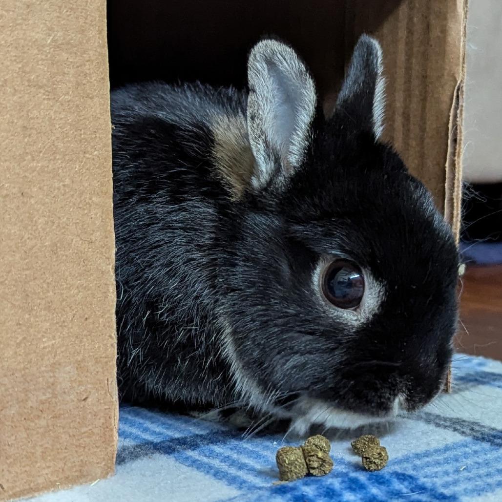 Enlarge Itty Bitty, a Adoptable Britannia Petite in Kennesaw, GA image 3/6