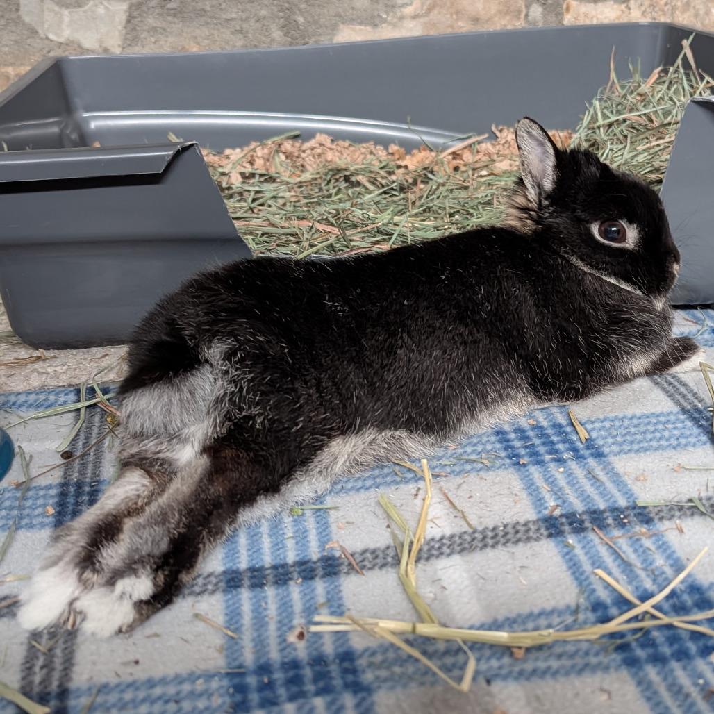 Enlarge Itty Bitty, a Adoptable Britannia Petite in Kennesaw, GA image 4/6