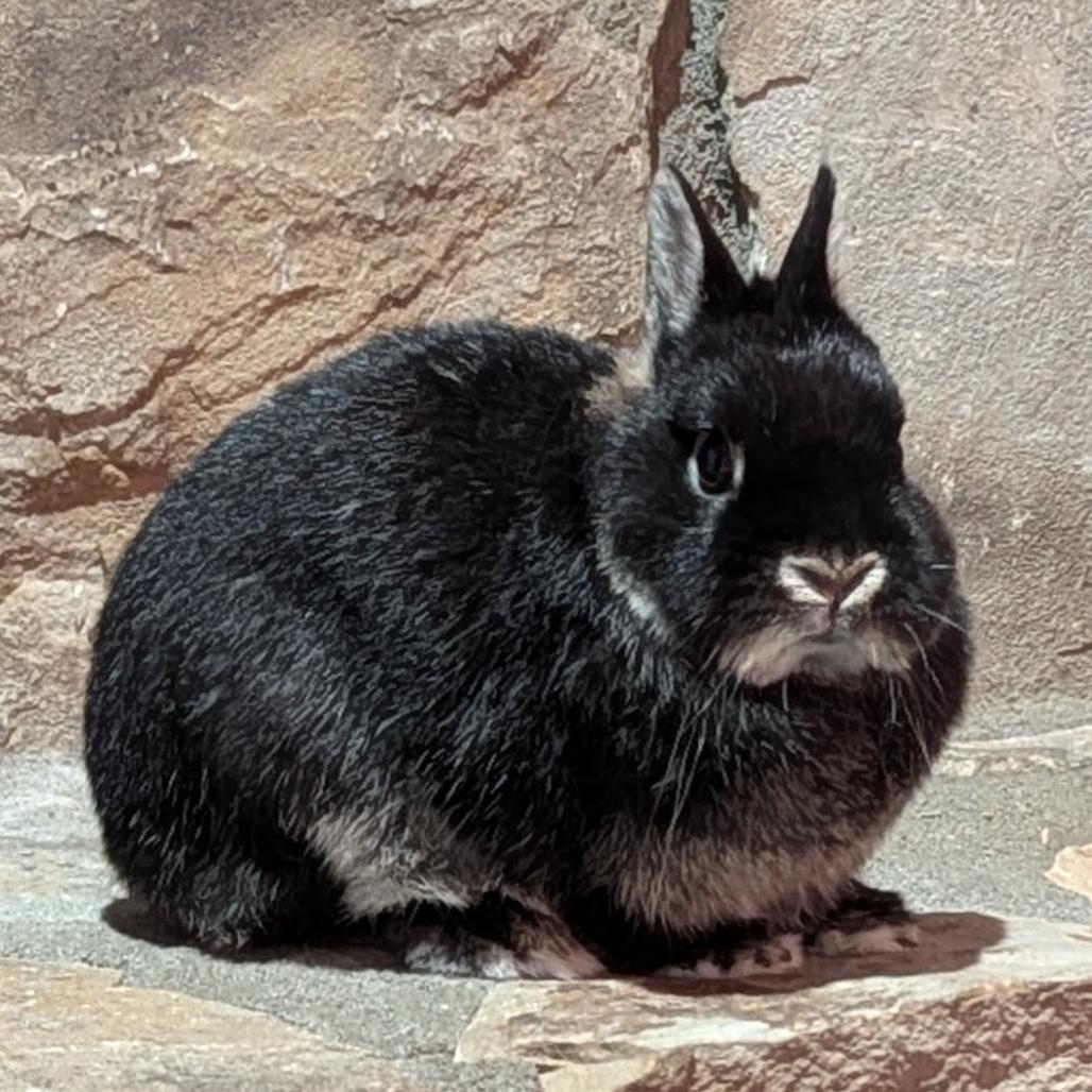 Enlarge Itty Bitty, a Adoptable Britannia Petite in Kennesaw, GA image 5/6