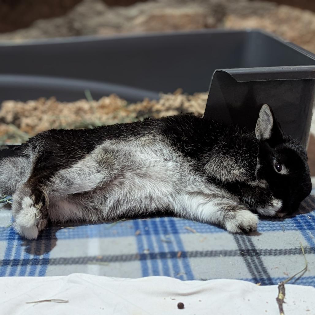 Enlarge Itty Bitty, a Adoptable Britannia Petite in Kennesaw, GA image 6/6