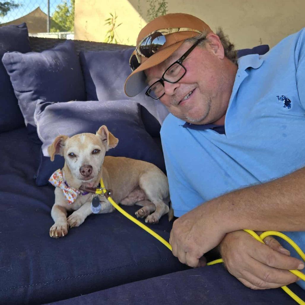 Peanut Peabody, Adoptable, Senior Male Chihuahua.