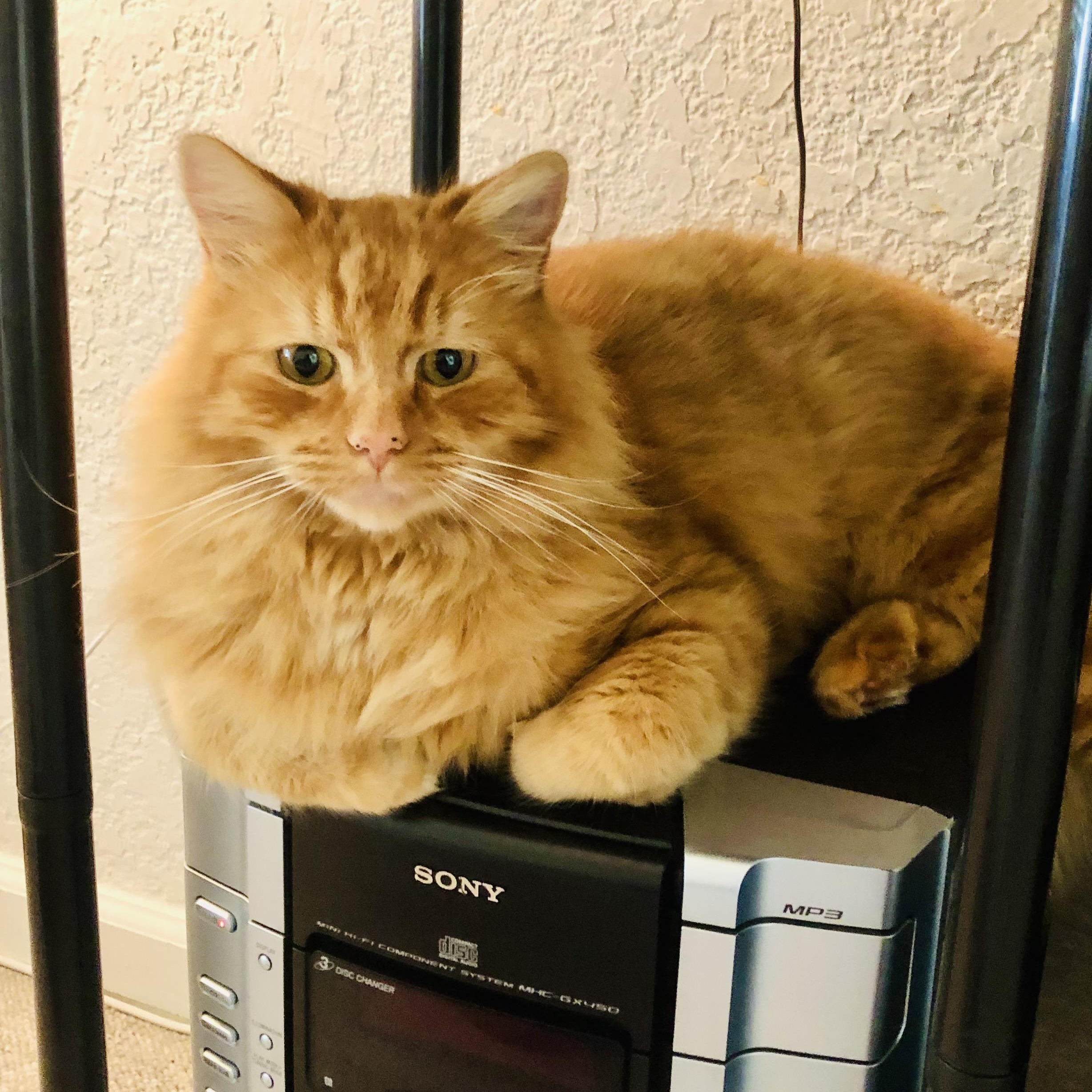 Enlarge Nemo, an adopted mixed breed in Sacramento, CA image 5/6