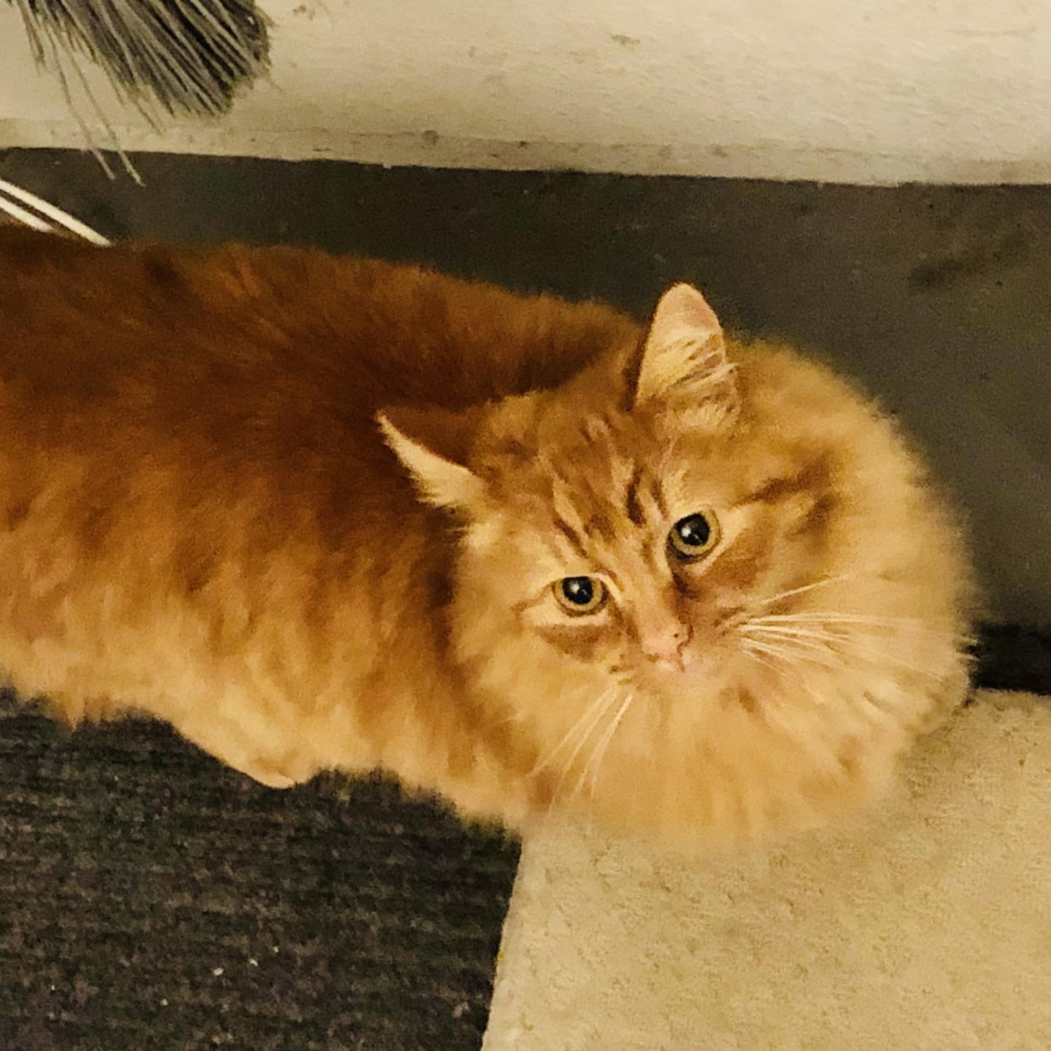 Enlarge Nemo, an adopted mixed breed in Sacramento, CA image 6/6