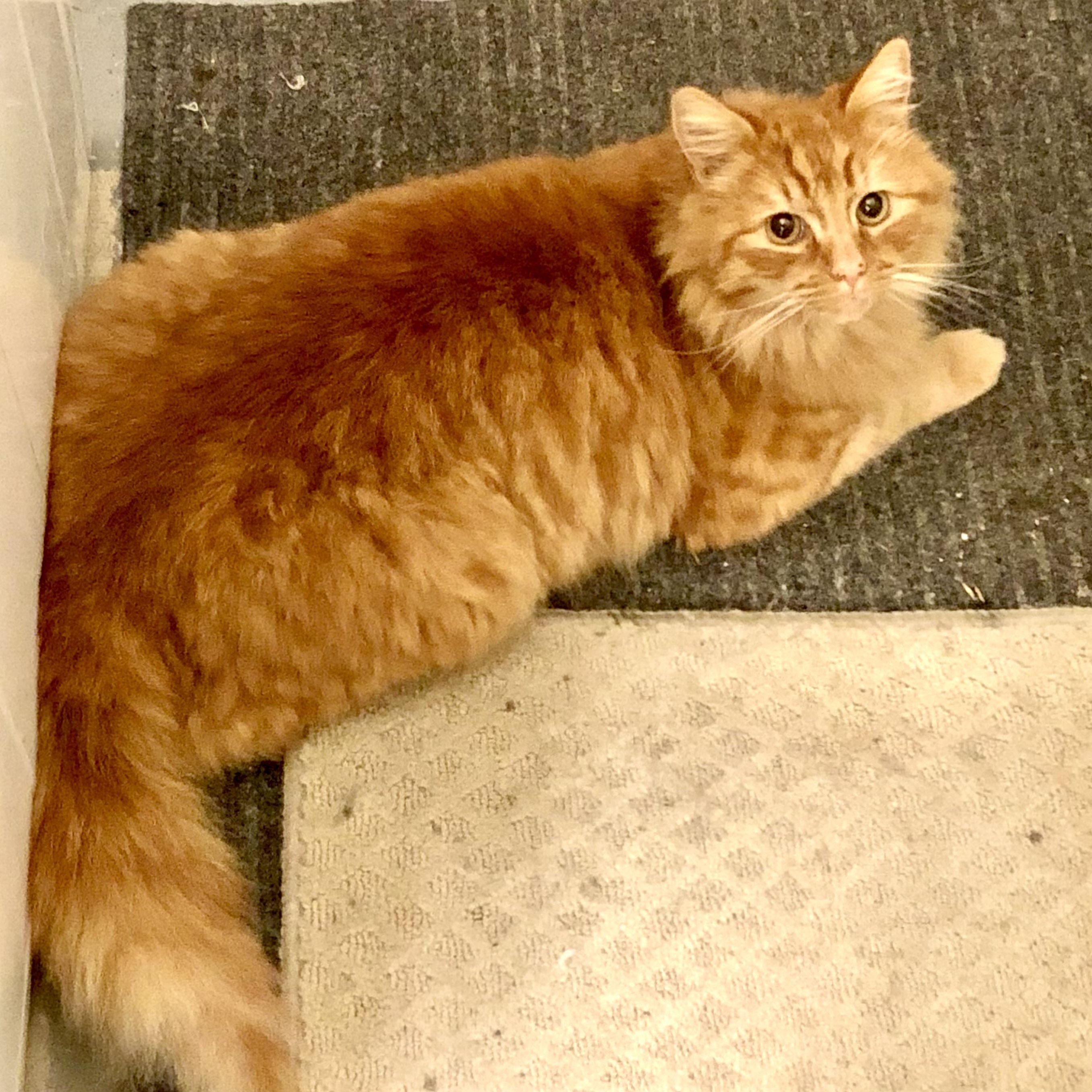 Nemo, adopted, Young Male Maine Coon.