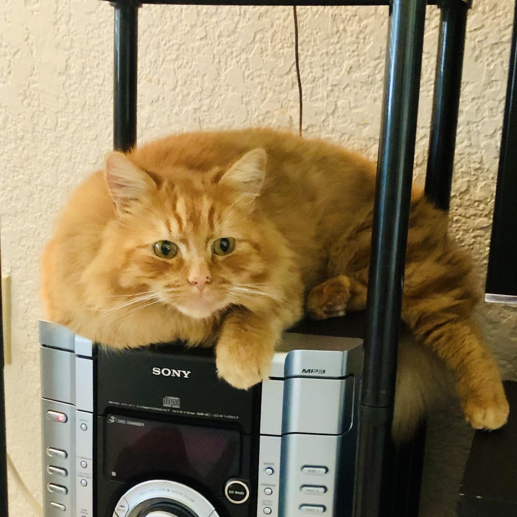 Enlarge Nemo, an adopted mixed breed in Sacramento, CA image 4/6