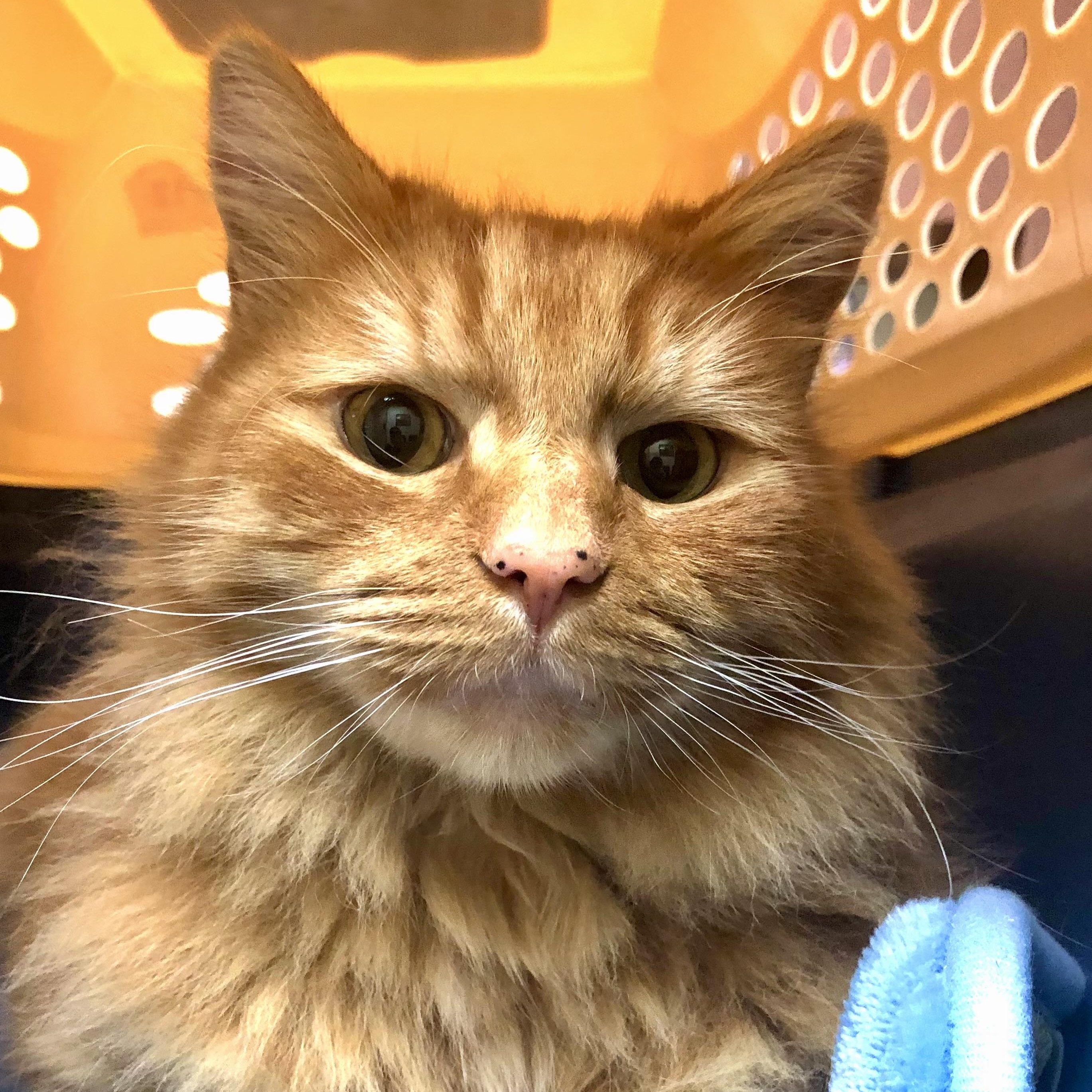 Enlarge Nemo, an adopted mixed breed in Sacramento, CA image 2/6